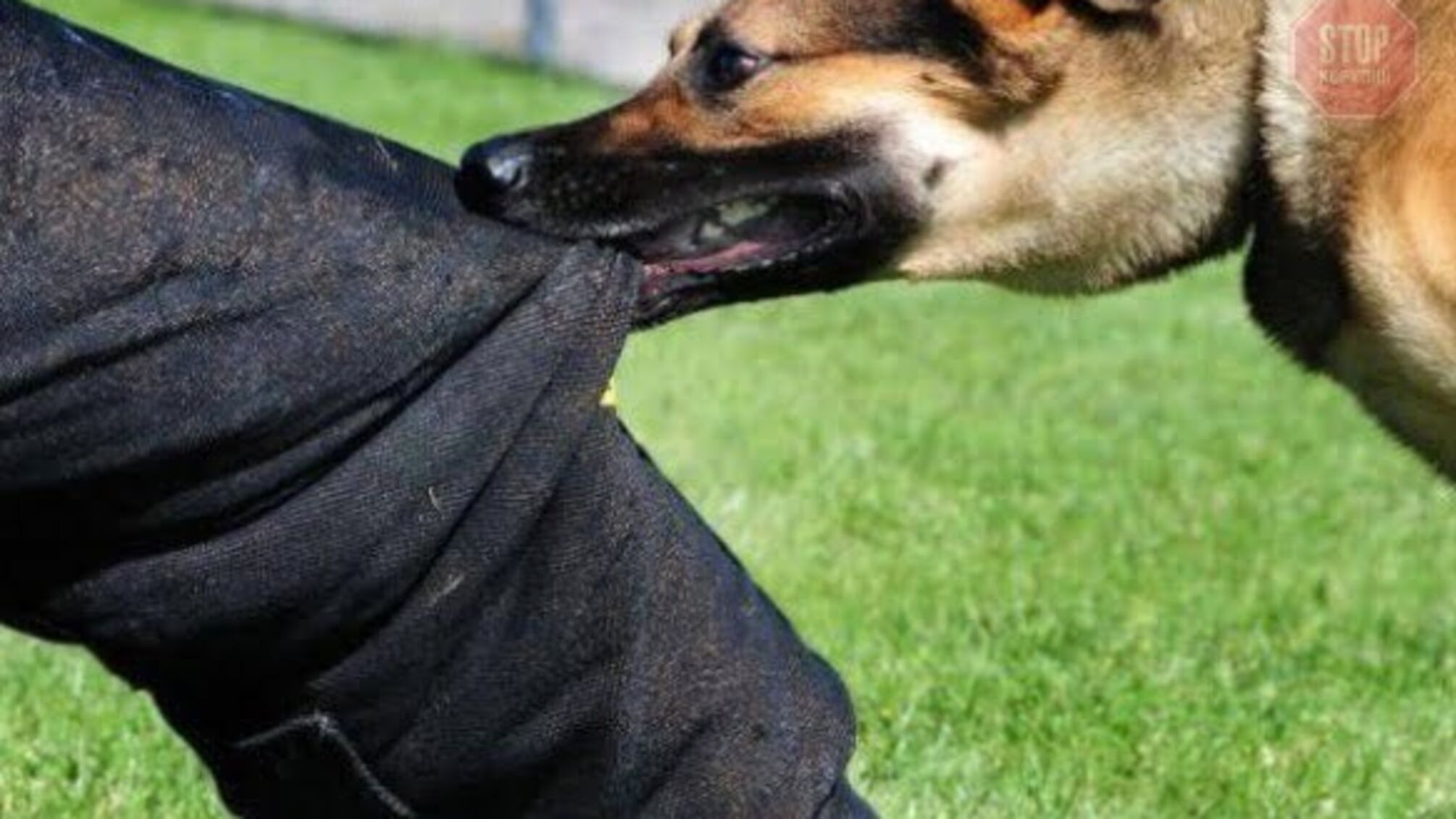 На Миколаївщині чоловік помер від сказу