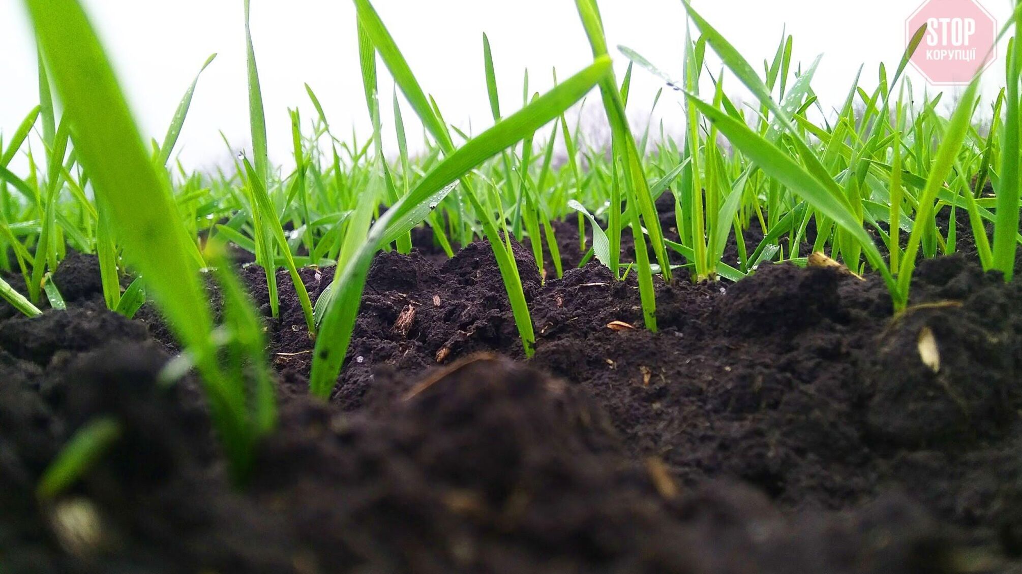 В Україні припинився ріст озимих культур – подробиці