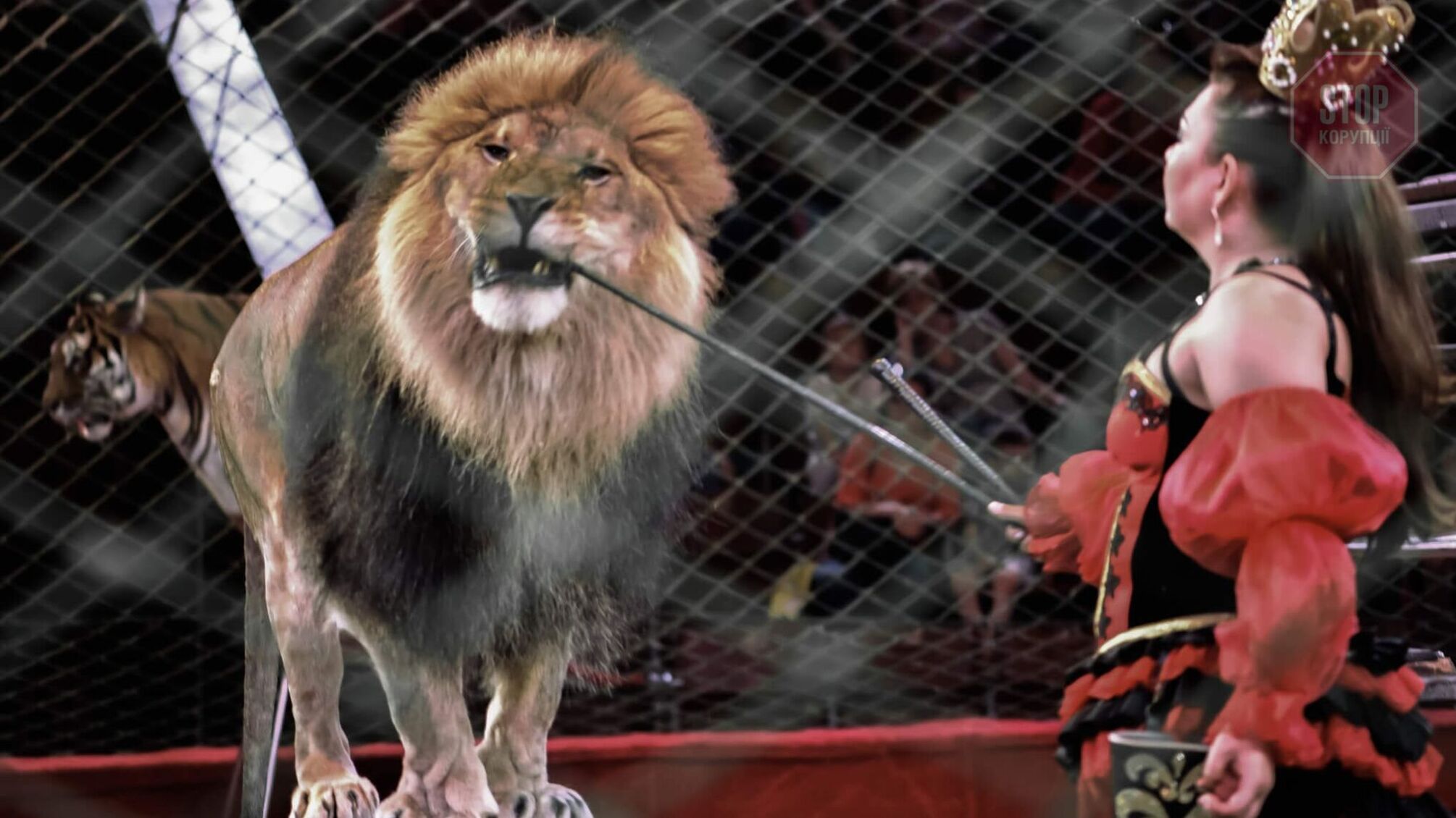 В Україні державні цирки відмовляться від тварин у виставах