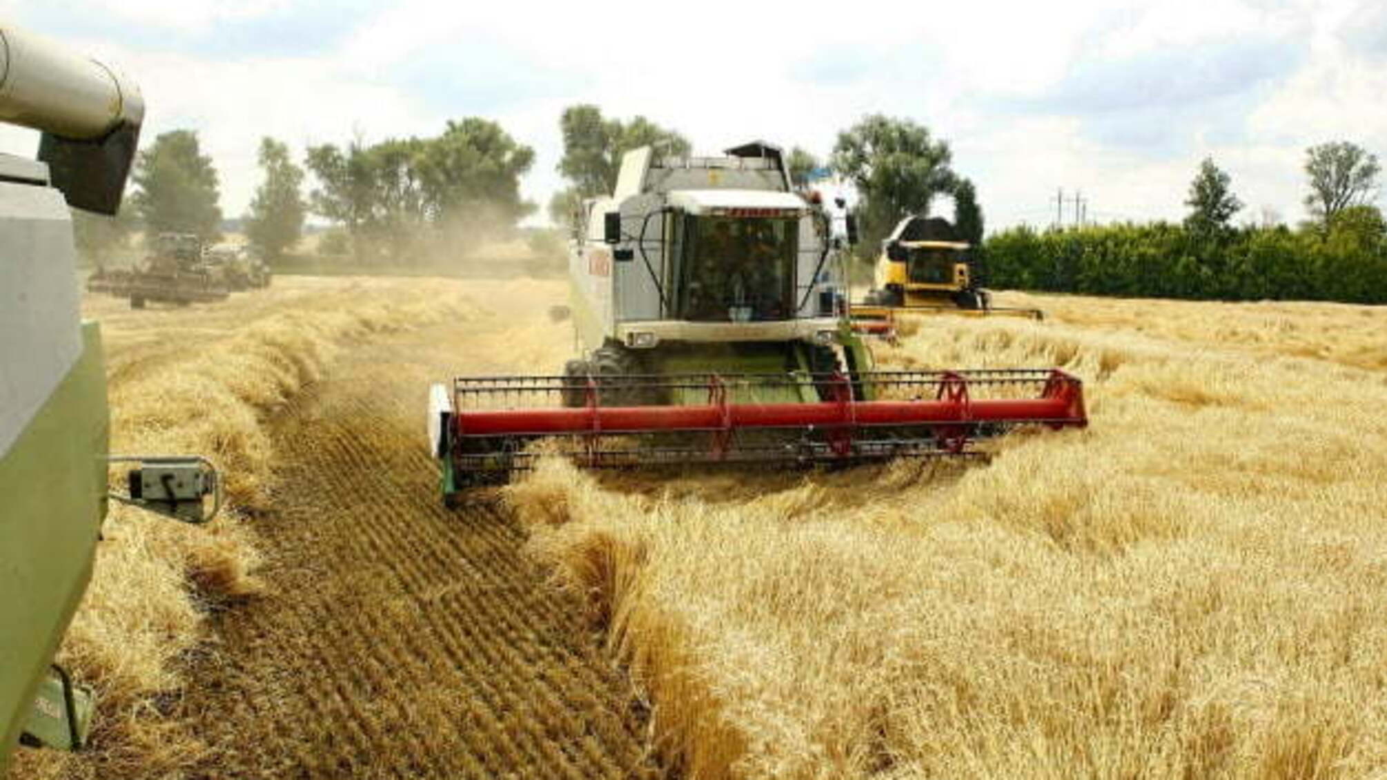 В Україні вже намолотили понад 50 мільйонів тонн зерна