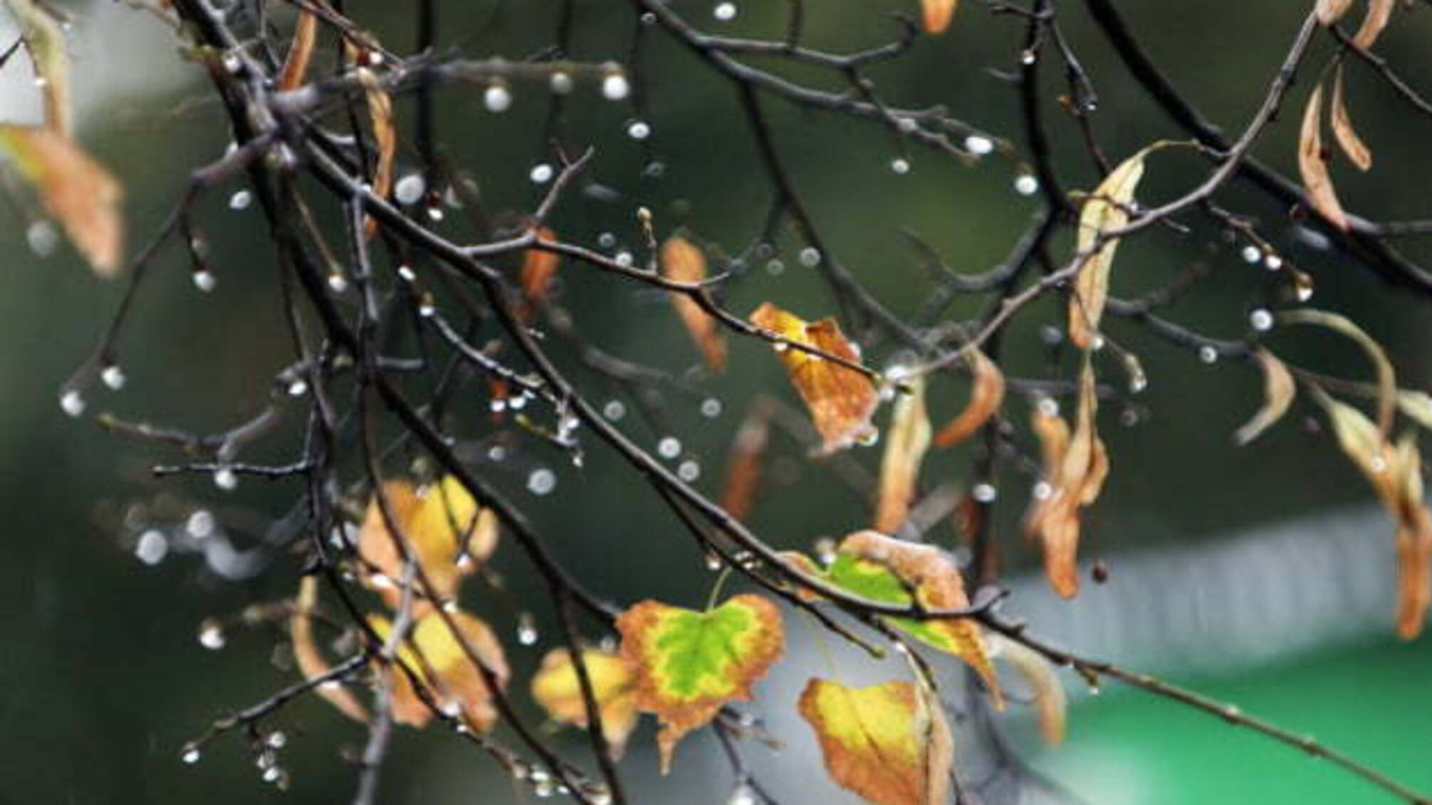 В Україну йде похолодання, подекуди - дощі з мокрим снігом