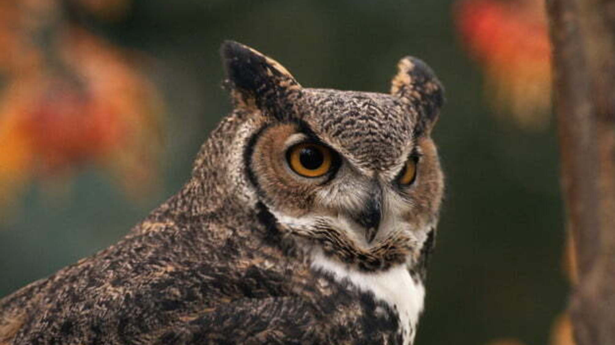 13 жовтня: народний календар і астровісник