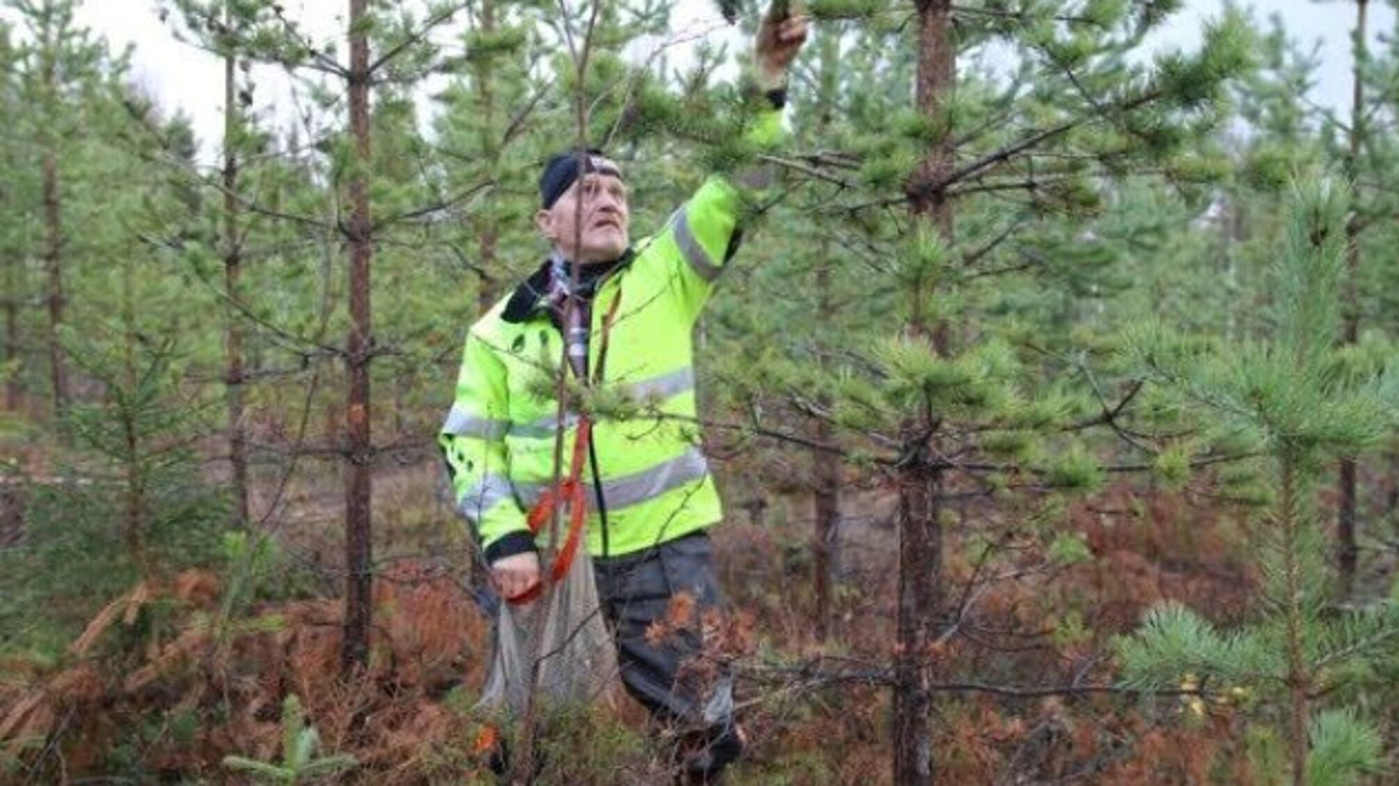 У Фінляндії оголосили збір стратегічного запасу шишок