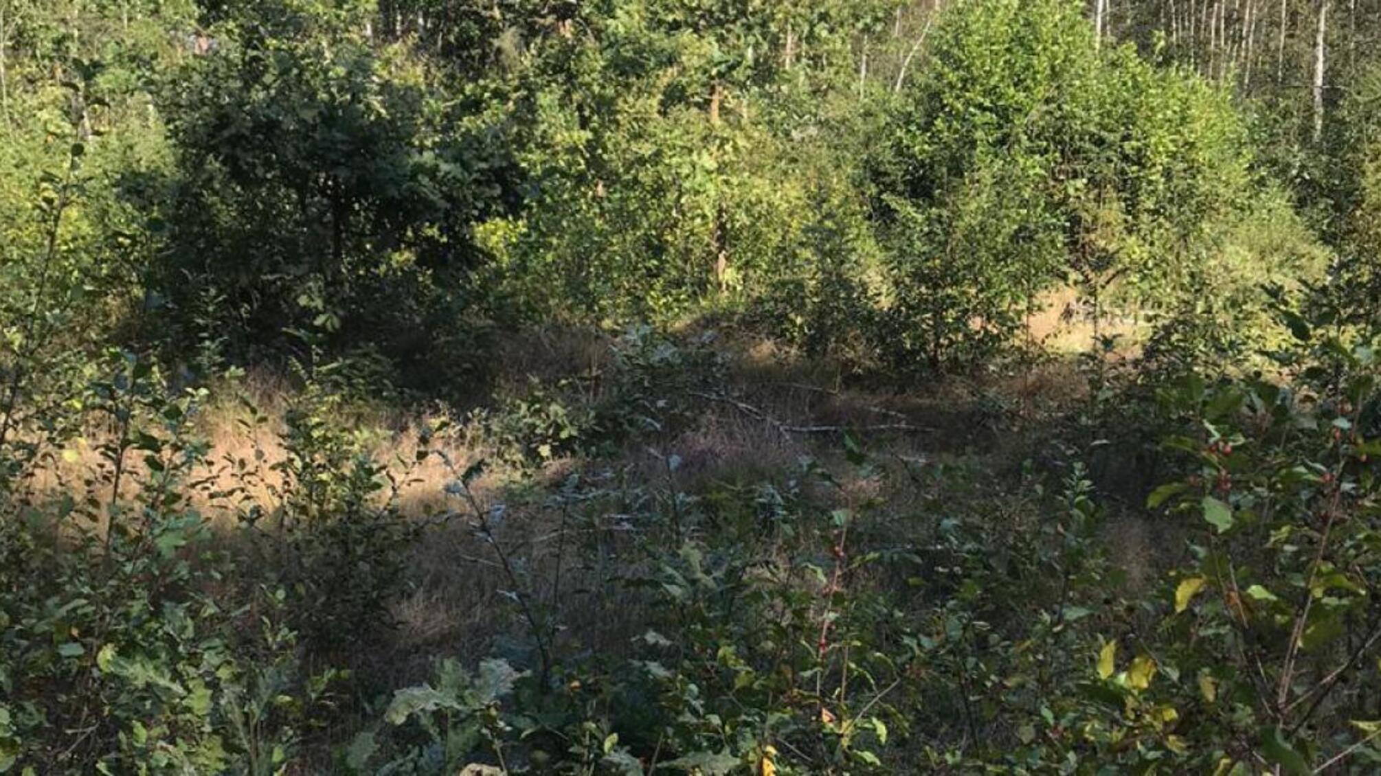 Понад 17 млн грн збитків через незаконну порубку лісу на Волині - двоє працівників лісомисливського господарства підозрюються у службовій недбалості