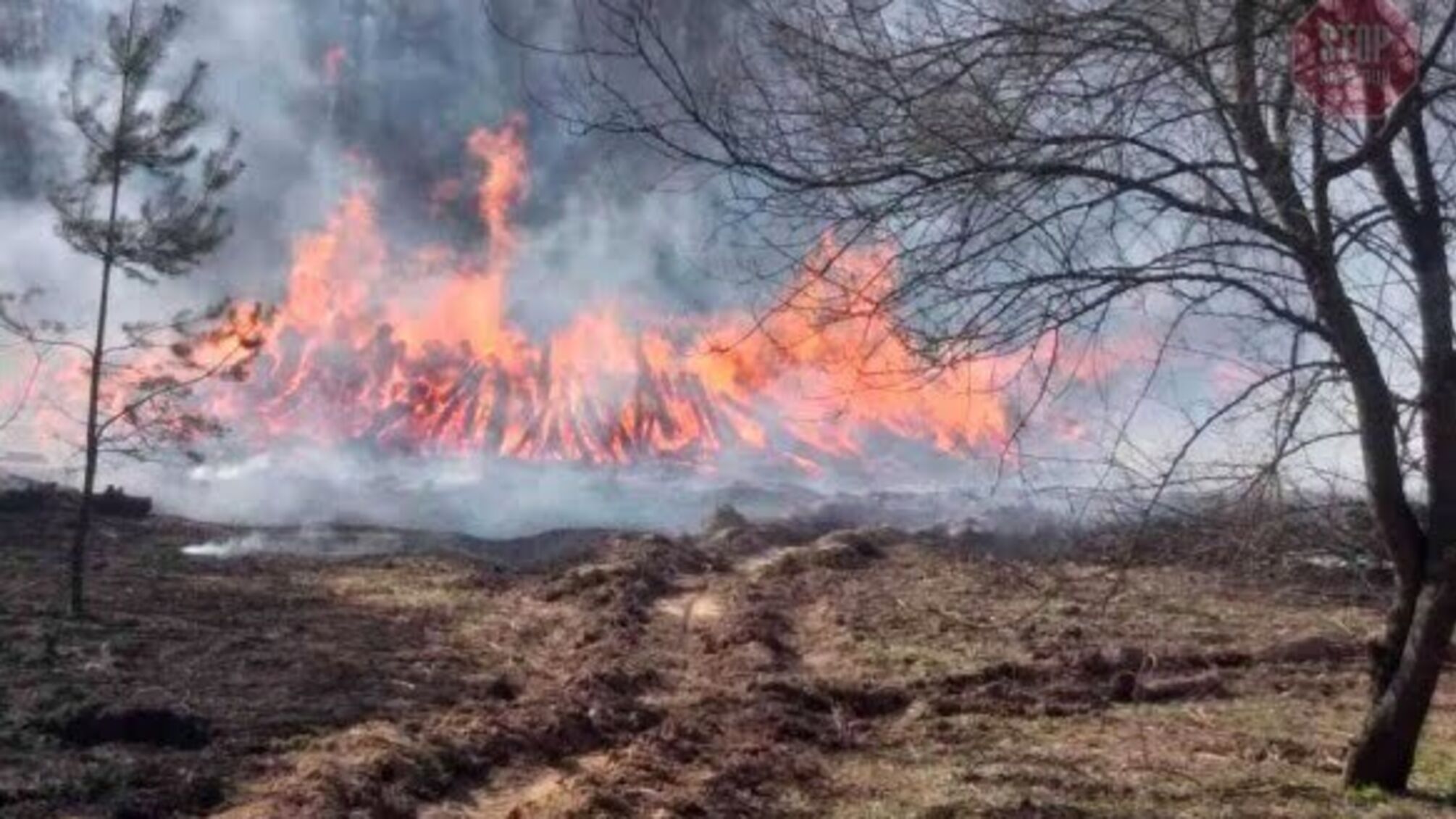 Пожежі на Луганщині: близько двох пунктів піднімалась верхова пожежа