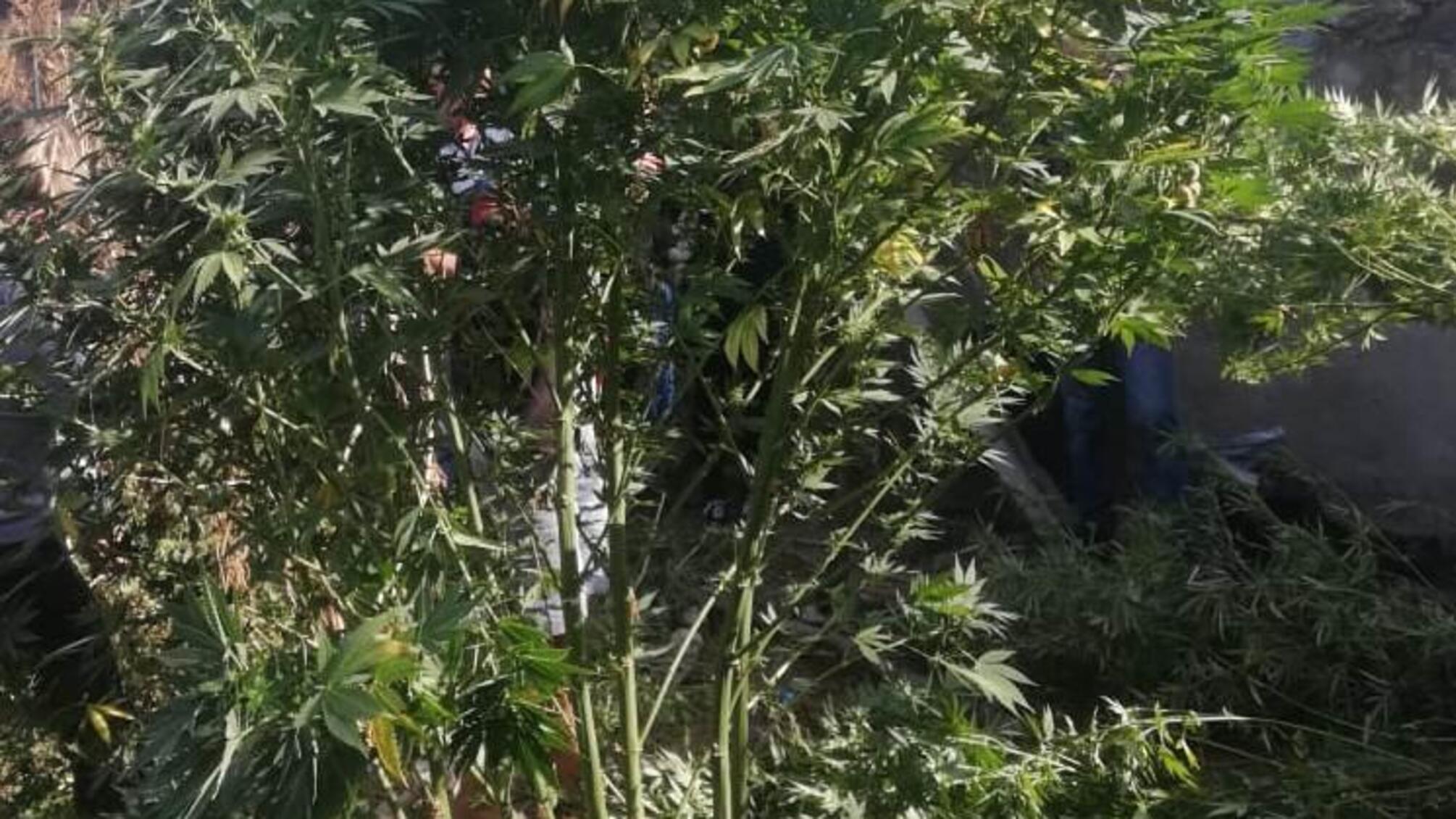 Поліцейські викрили жителя Березівського району у вирощуванні конопель