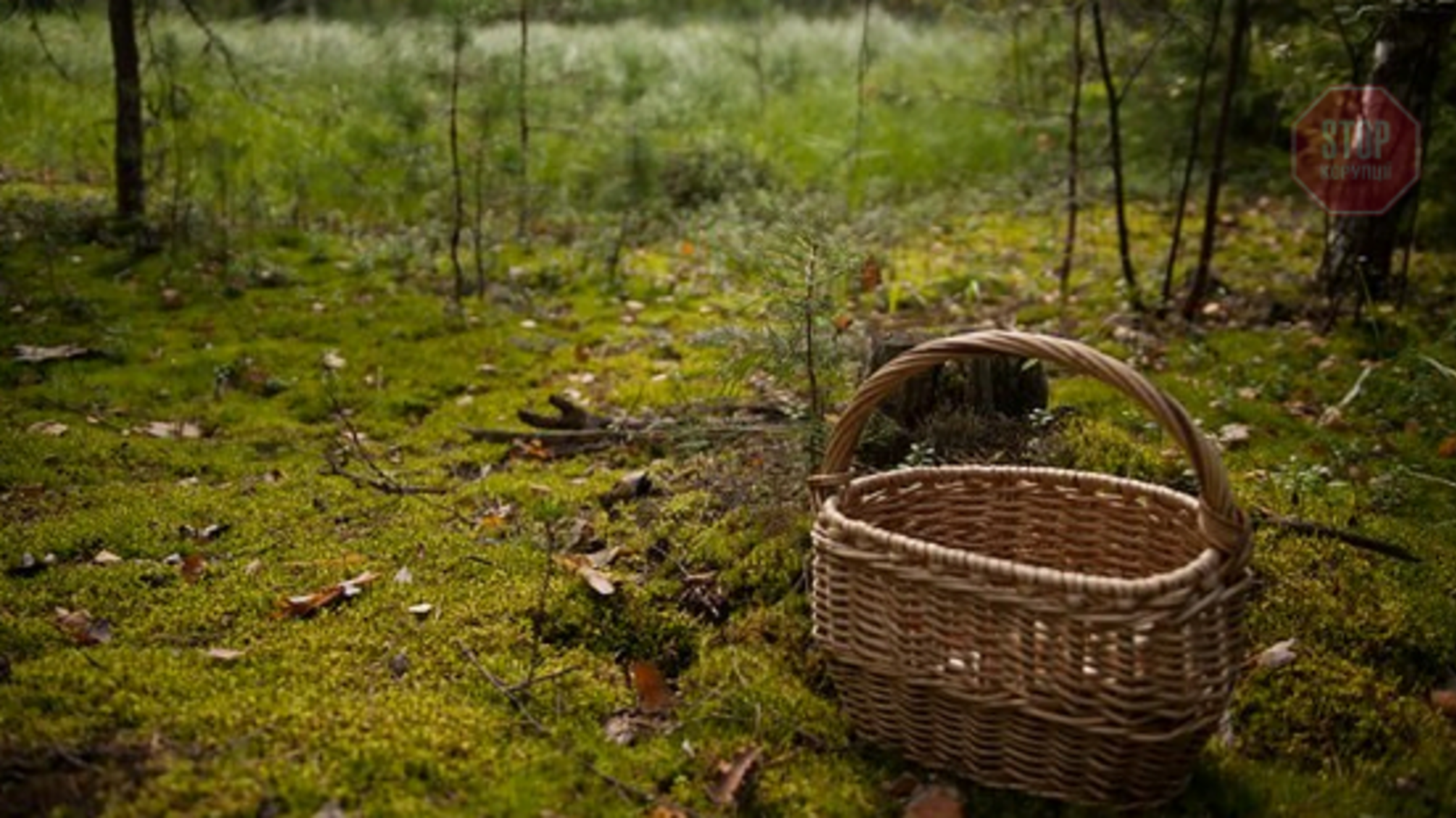 Пішов по гриби та не повернувся: на Закарпатті рятувальники знайшли мертвим чоловіка