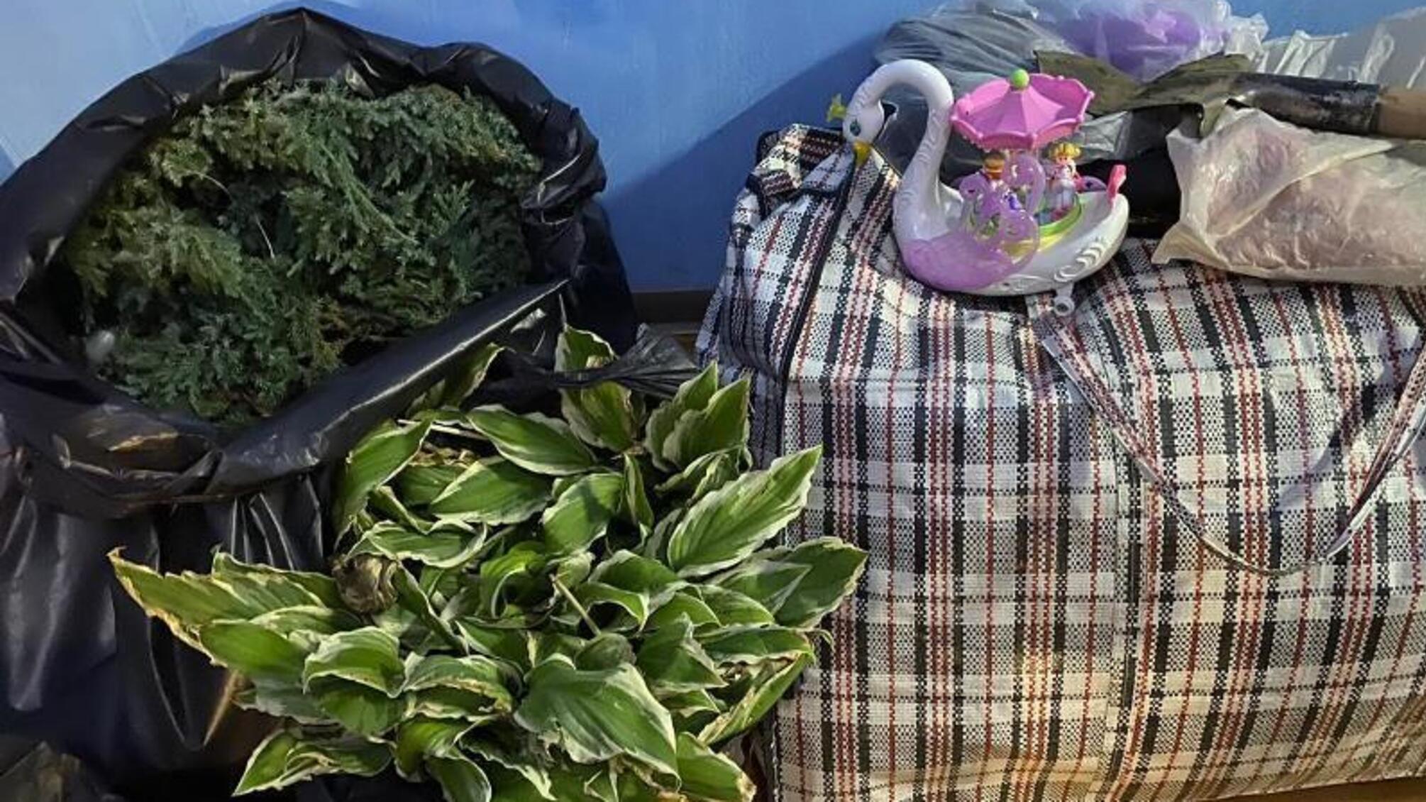 Поліцейські затримали зловмисників, які викрадали зелені насадження в Южному