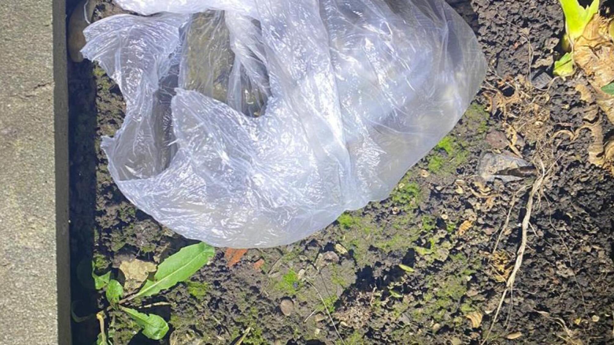 ДБР викрило злочинну мережу з вирощування та збуту канабісу, за участю поліцейського Івано-Франківщини