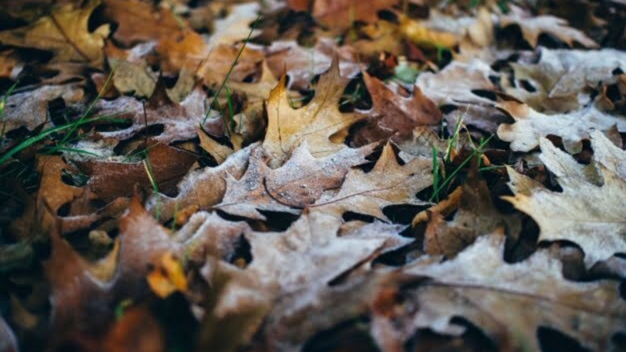 Україні прогнозують густі тумани й холодні ночі