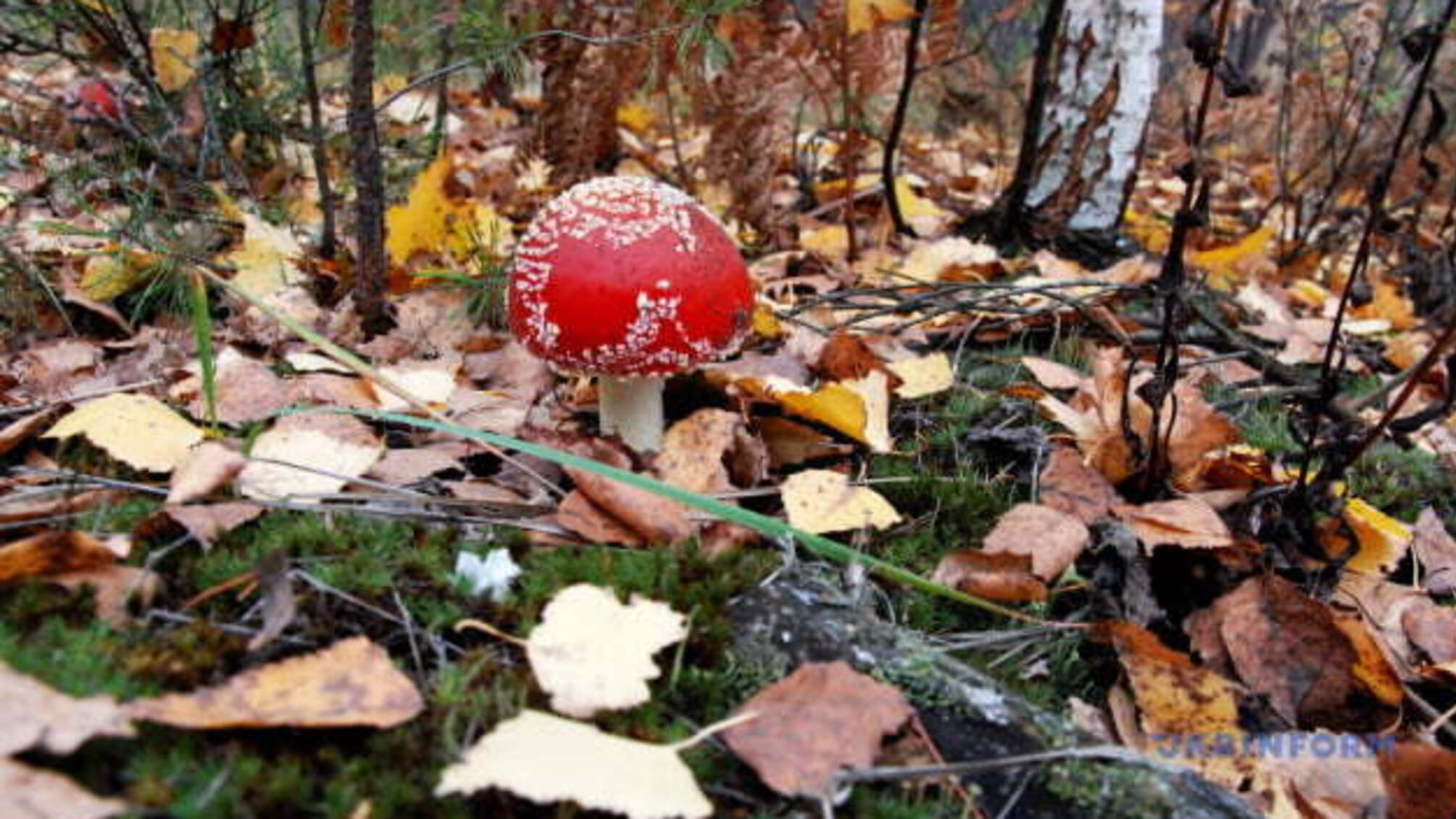Через потепління в лісах на Прикарпатті майже зникли червоні мухомори