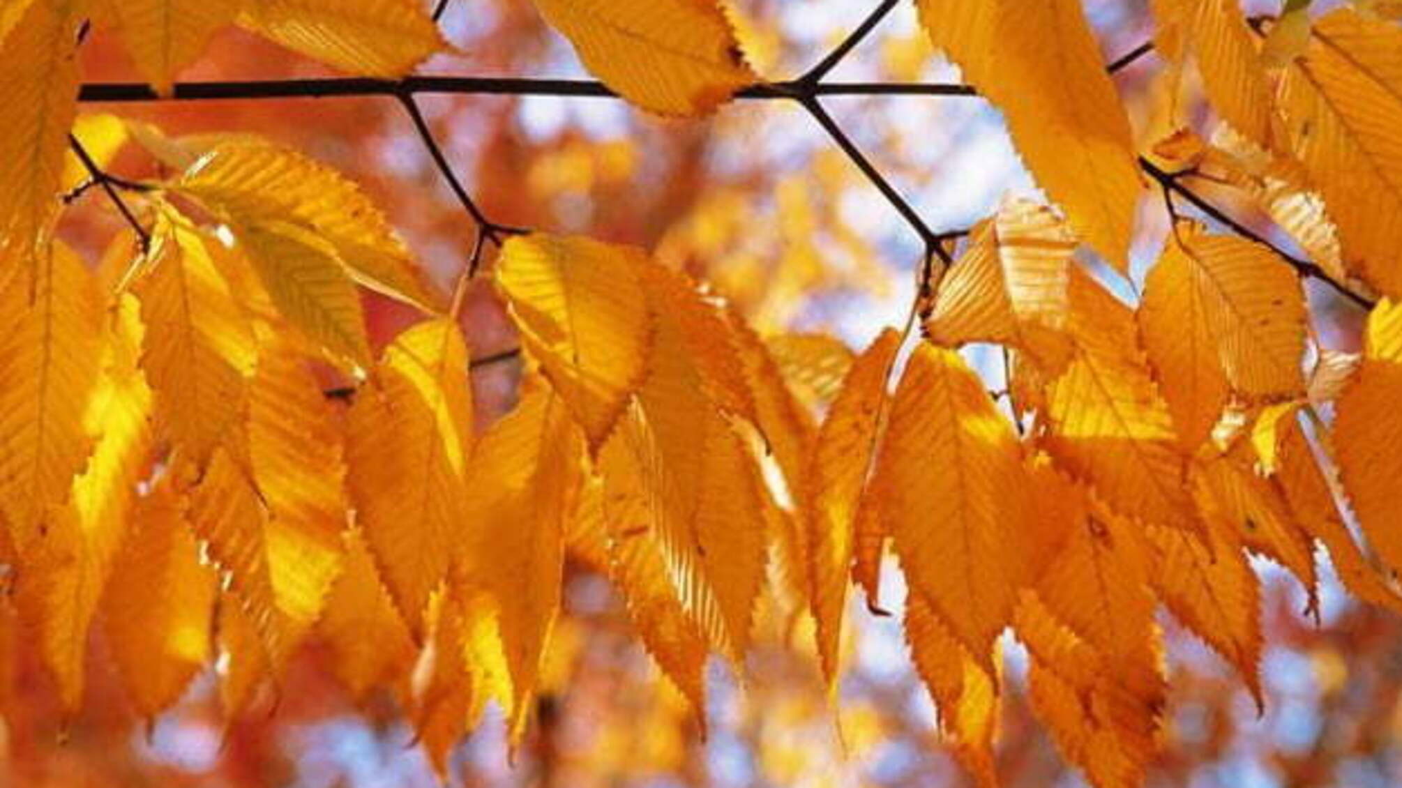 17 листопада: народний календар і астровісник