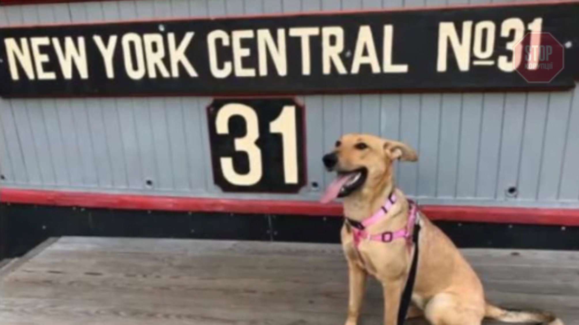 Безпритульна собака із Запорізької області стала моделлю в 'Vogue' (фото, відео)