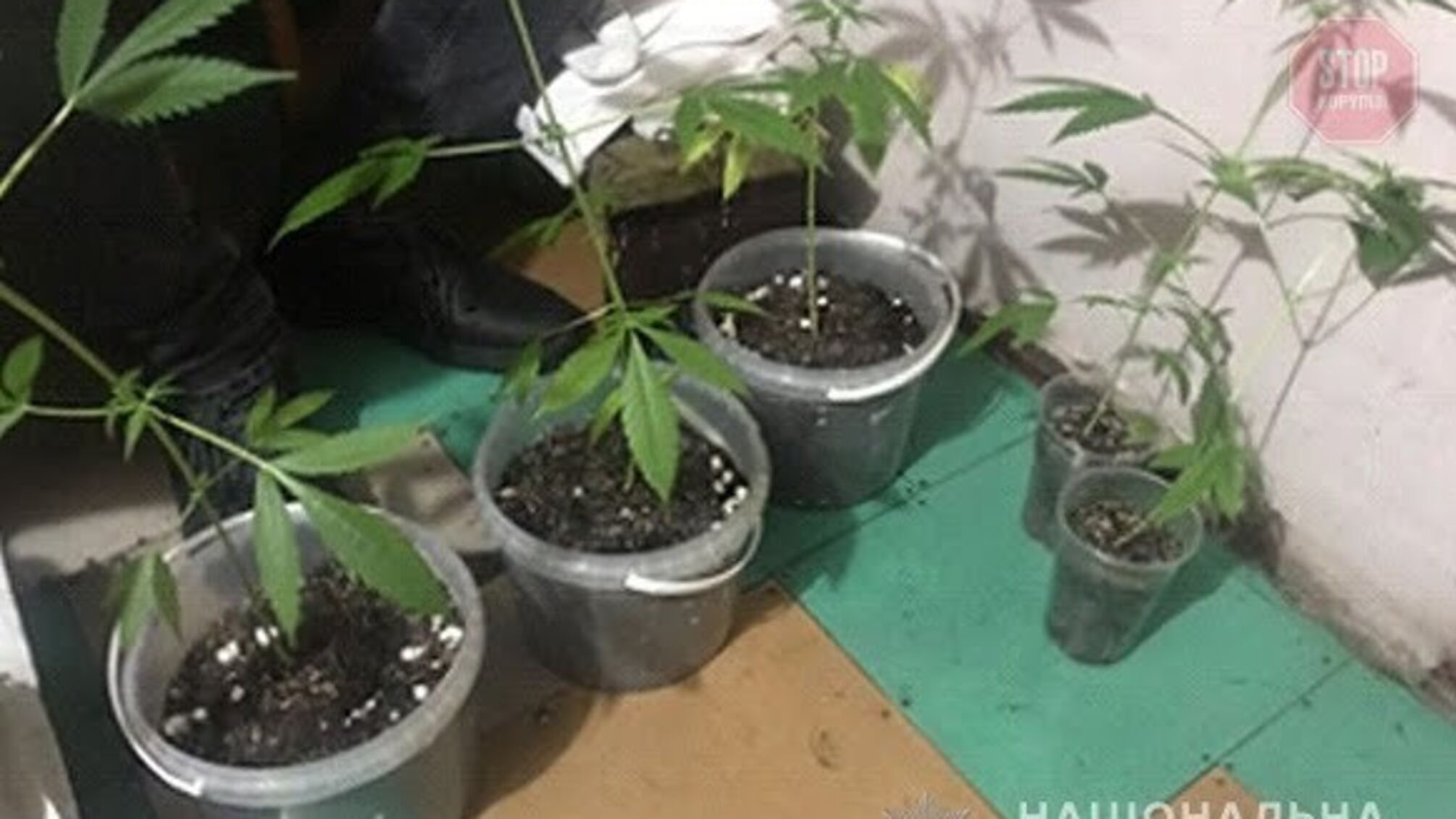 Новини Черкас: чоловіку загрожує до п'яти років позбавлення волі за вирощування канабісу (фото)