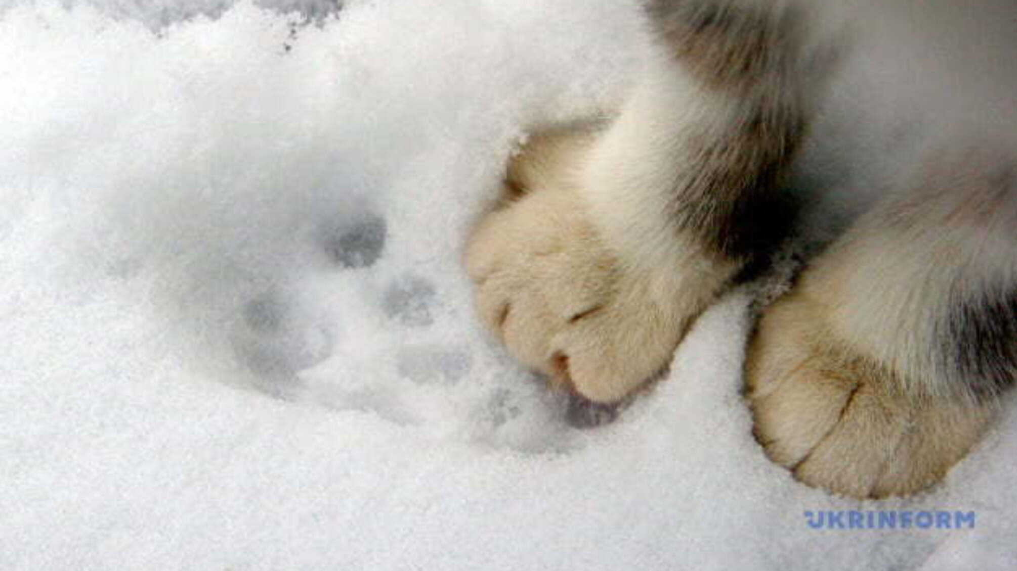 Частину України засипле снігом, на Закарпатті – до 13° морозу