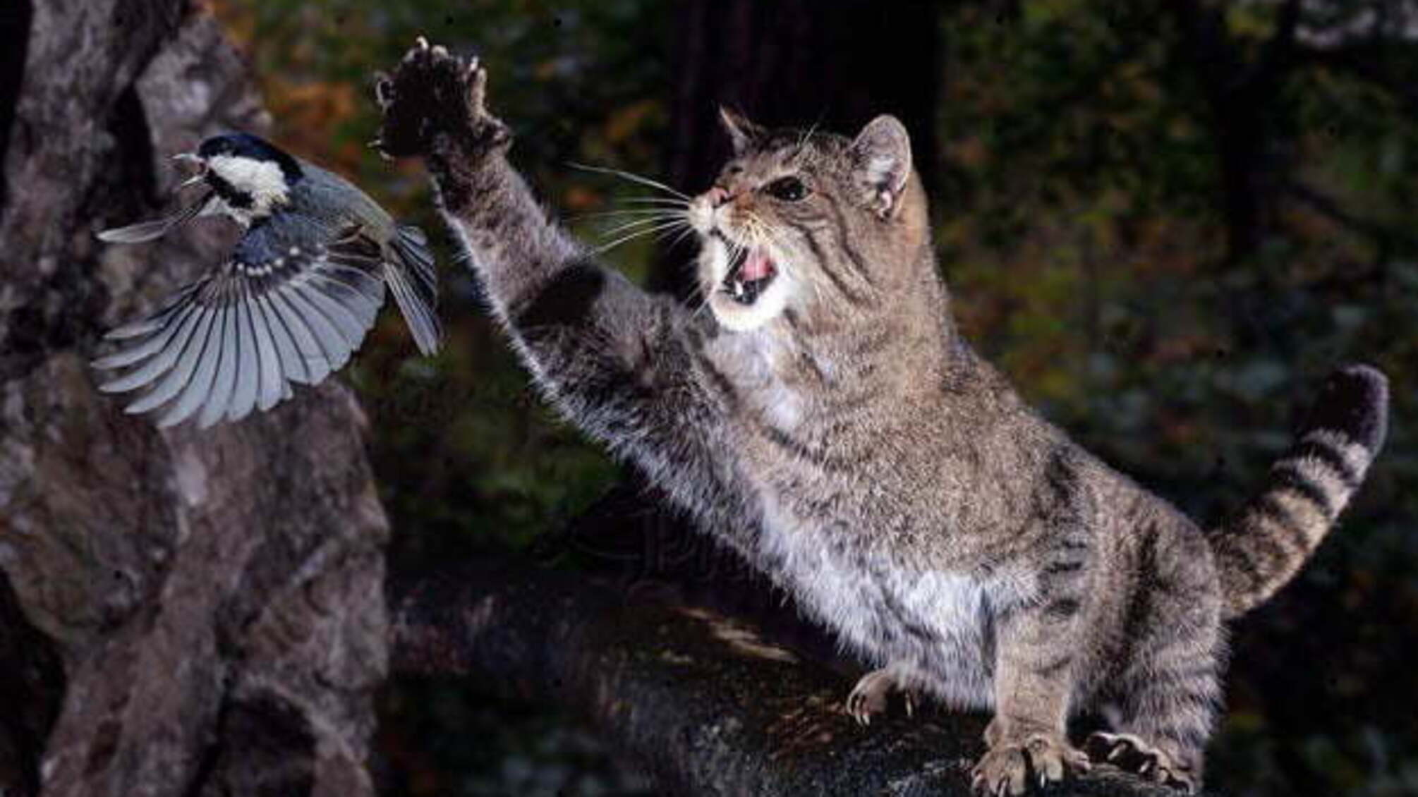 8 грудня: народний календар і астровісник