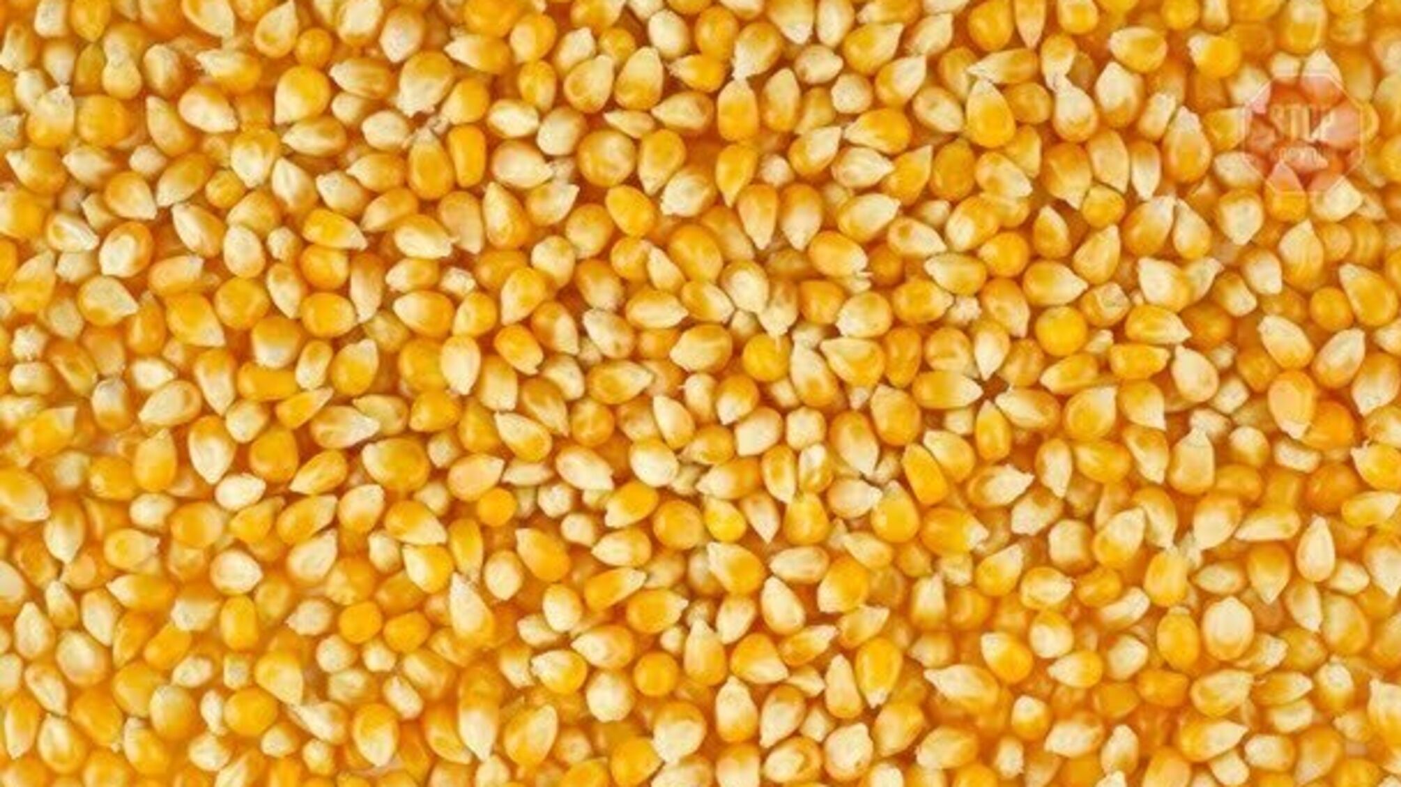 У Кіровоградській області зникла кукурудза на понад 50 млн гривень