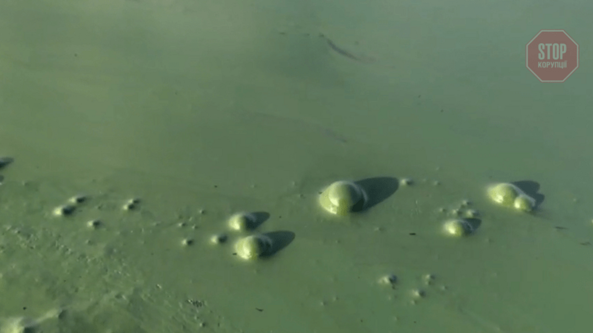 Можливо токсичні бактерії: на Одещині зазеленіло Чорне море (відео)