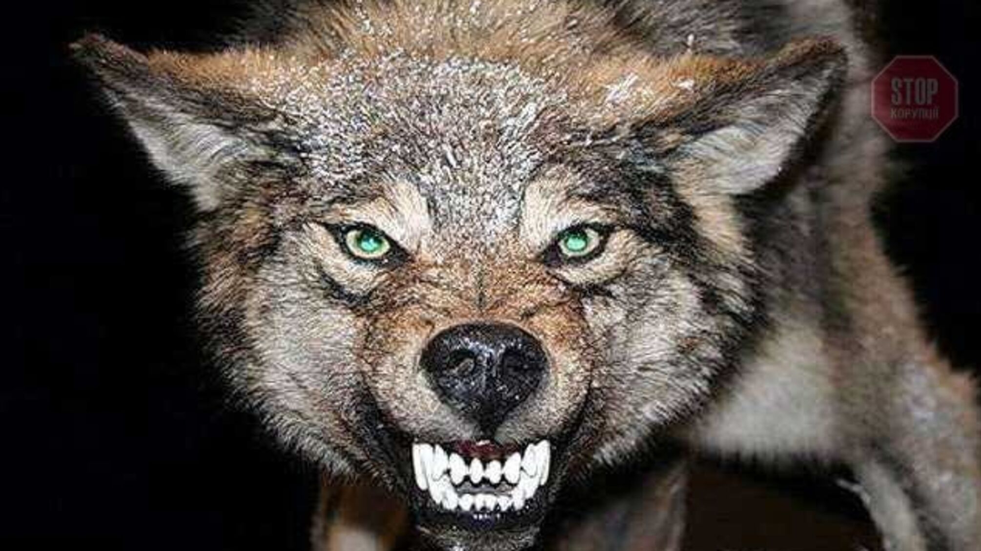 Франківщину атакують вовки, є жертви