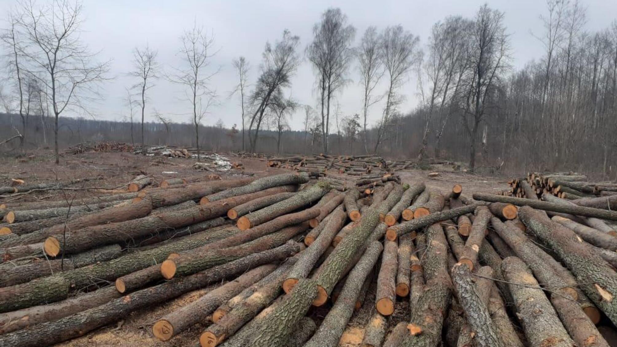 Поліція викрила підприємців, які незаконно вирубали деревину