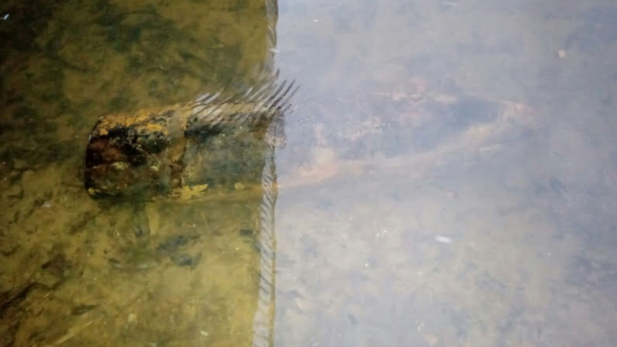 Сумська область: під час риболовлі чоловік натрапив на боєприпас