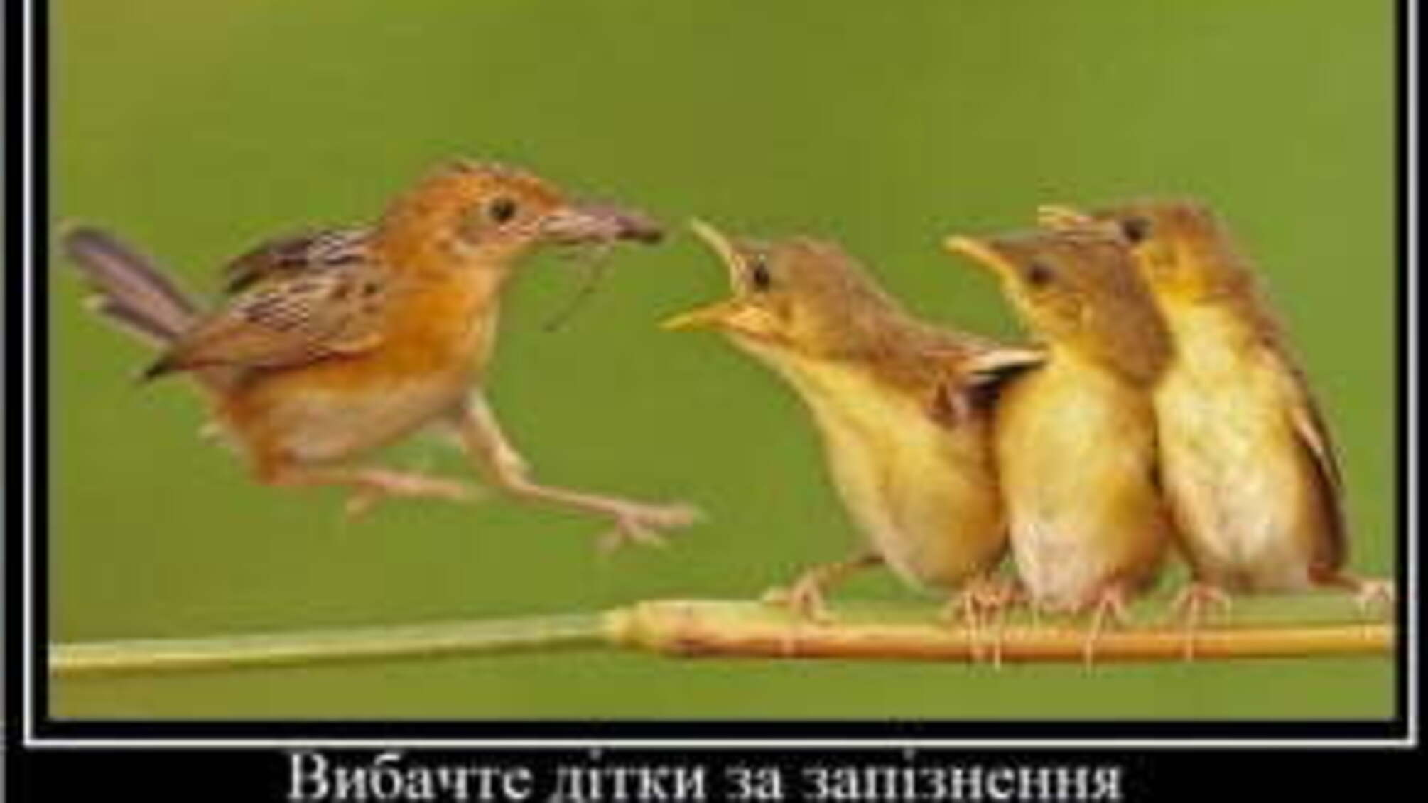 Професіонали гнізда Каськіва