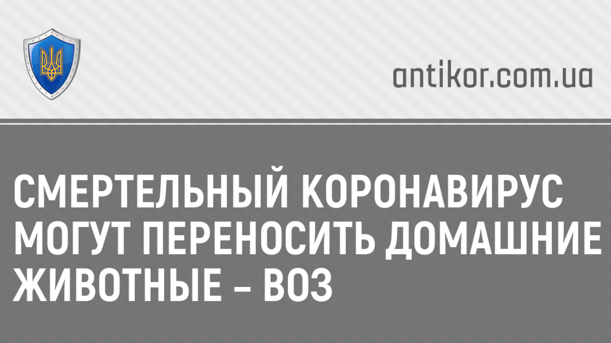 Смертельный коронавирус могут переносить домашние животные – ВОЗ