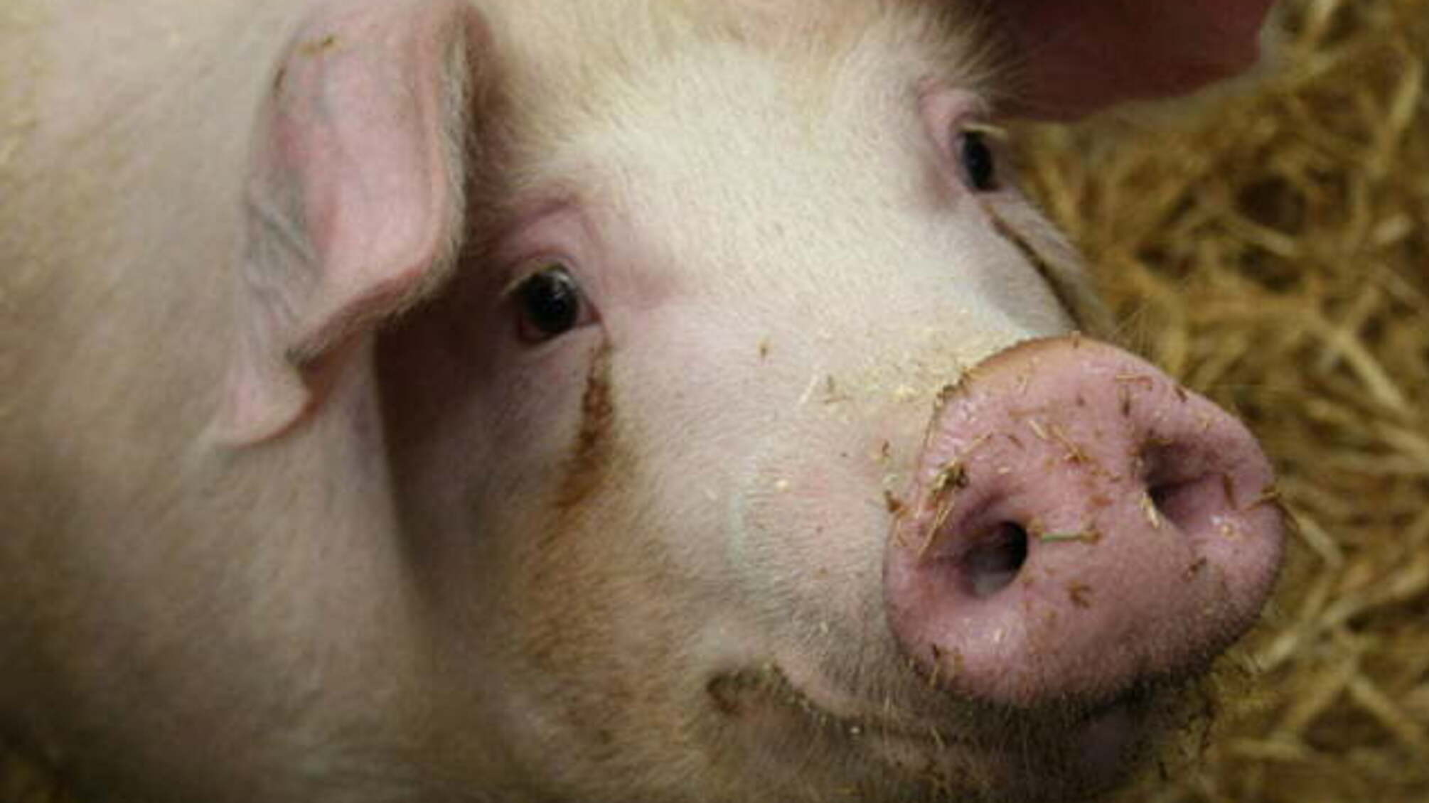 КИЕВСКАЯ ФИРМА ЗА БЕСЦЕНОК СКУПИЛА ЗАРАЖЁННЫХ ЧУМОЙ СВИНЕЙ И ЗАБИЛА НА ПОЛТАВЩИНЕ