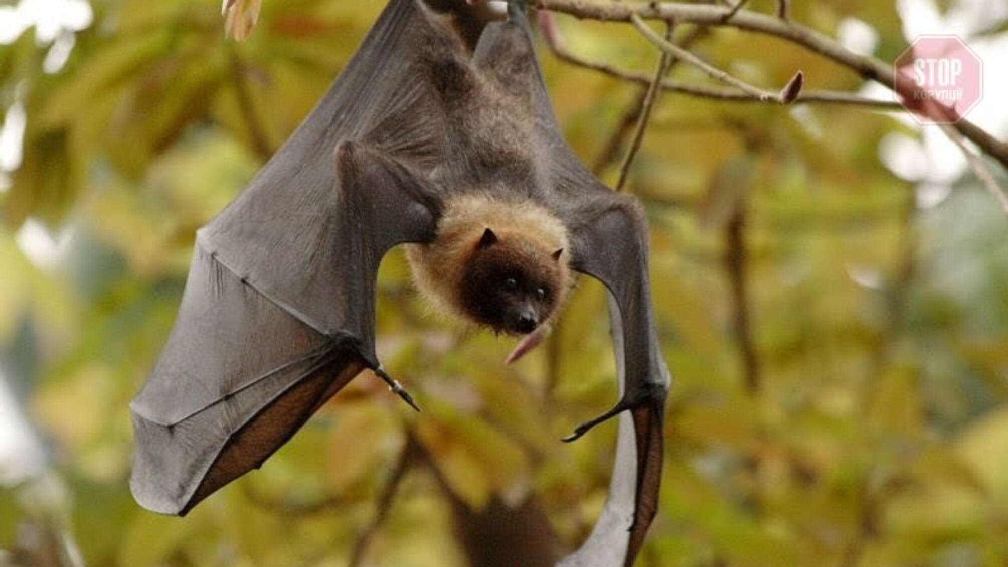 Вчені назвали першоджерело китайського коронавірусу