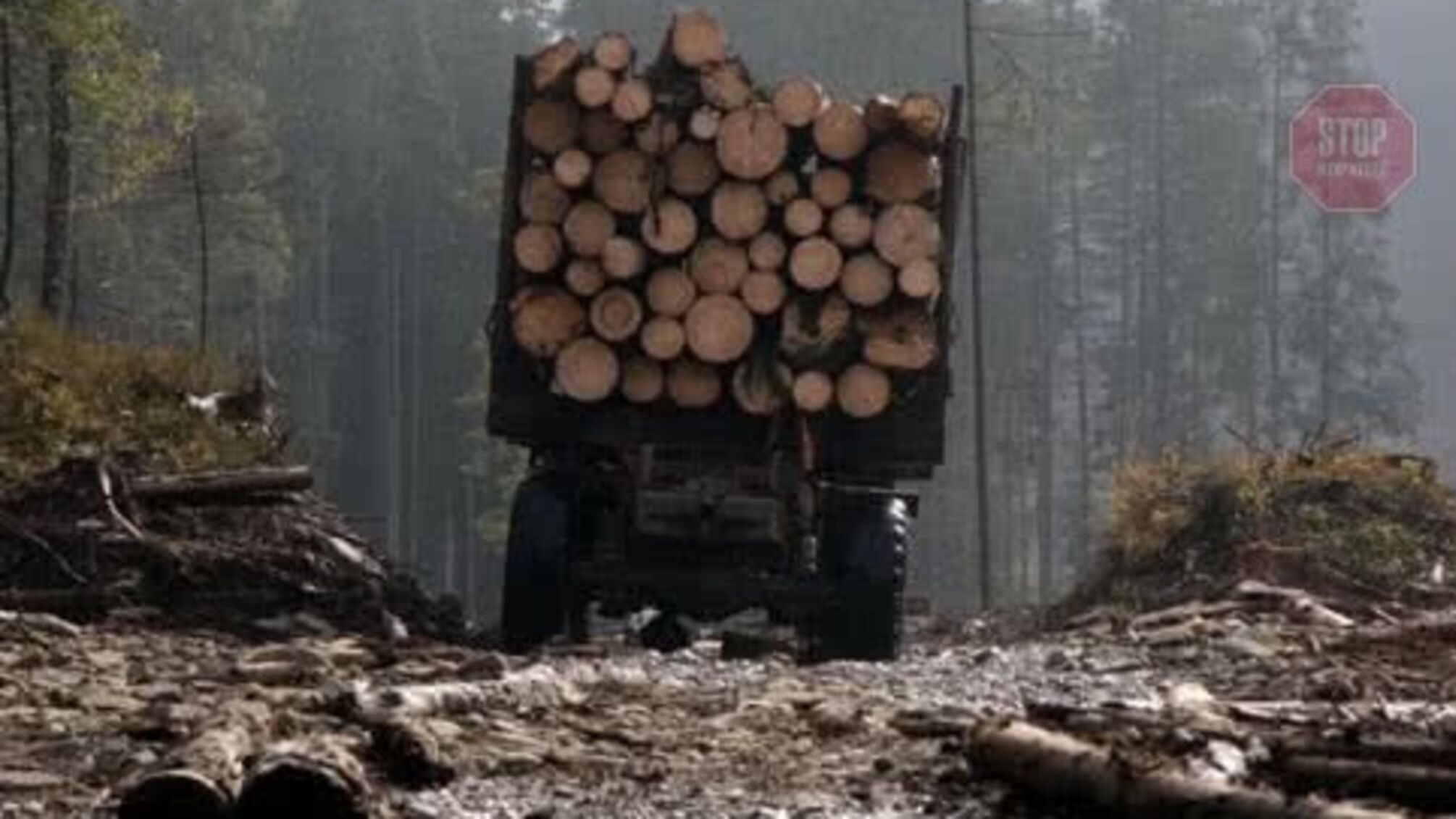 Фірму сина Луценка підозрюють у контрабанді лісу
