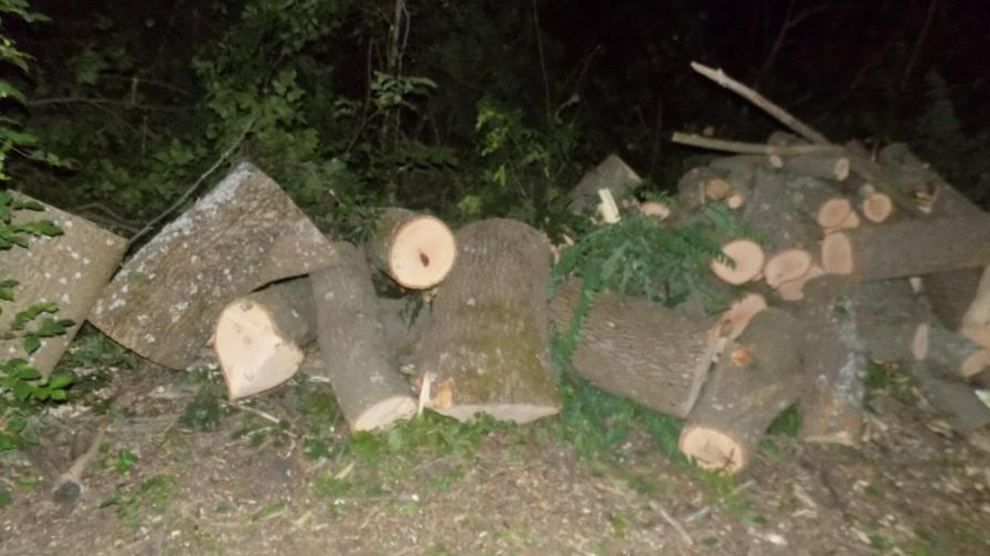 Подільські поліцейські викрили місцевого жителя у незаконній порубці дерев