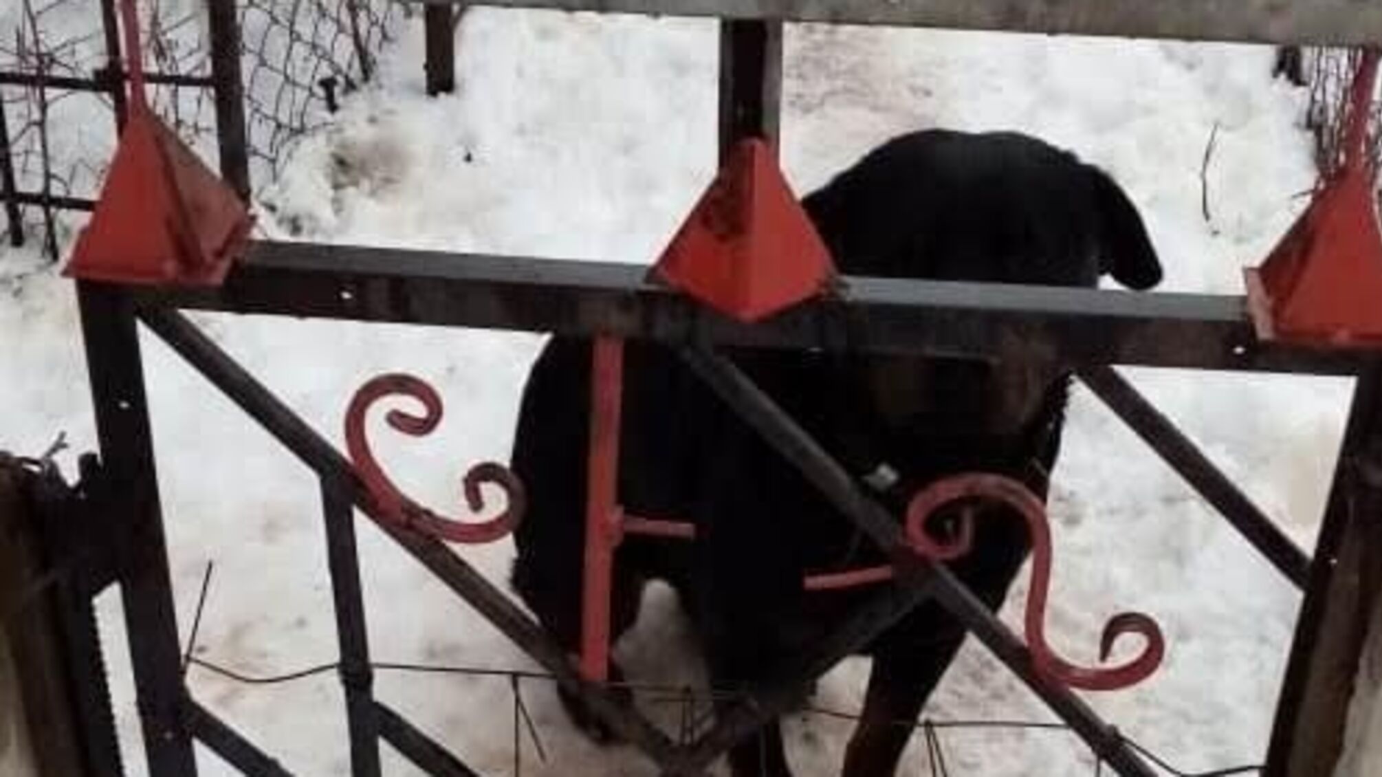 На Харківщині пес покусав до смерті дитину (фото)