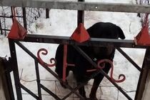 На Харківщині пес покусав до смерті дитину (фото)