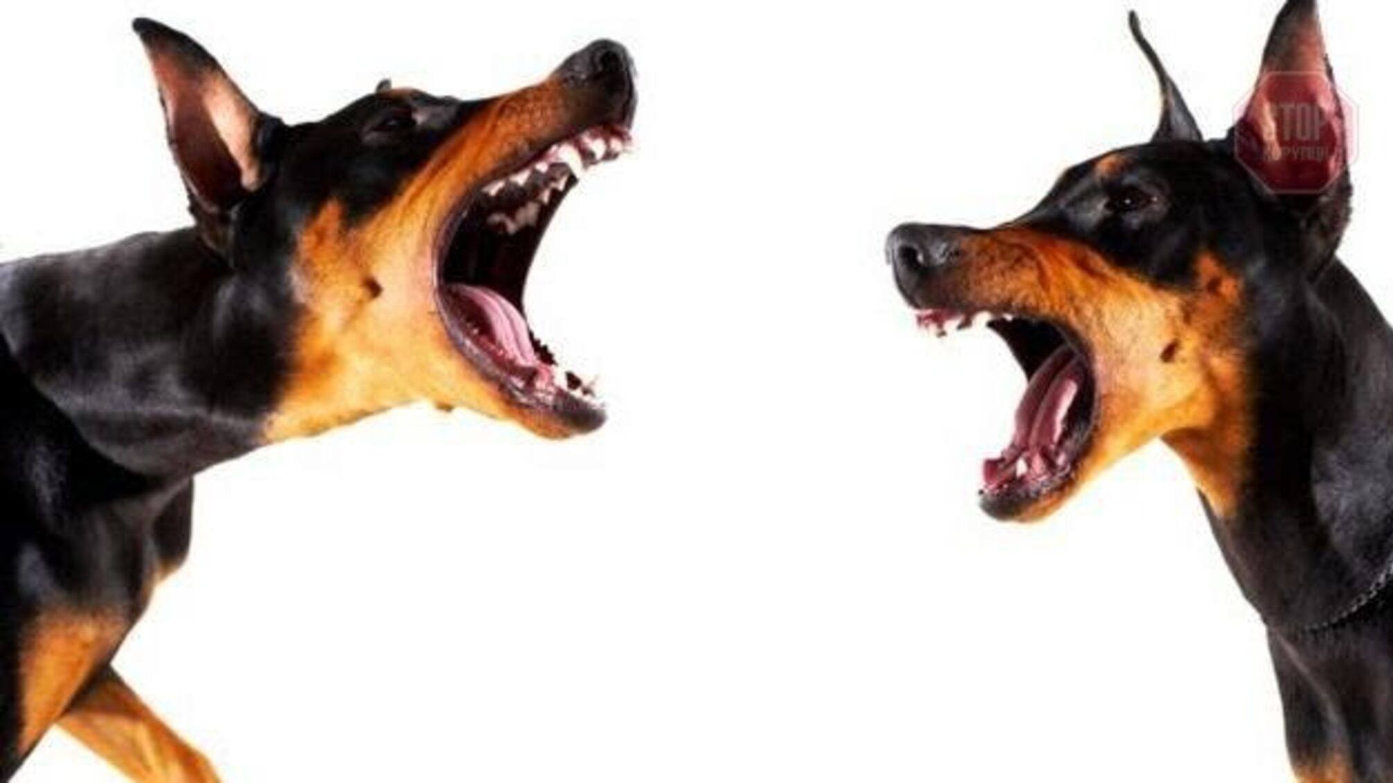 На Крюківщині зграя собак ледь не розідрали жінок до смерті (фото 18+)