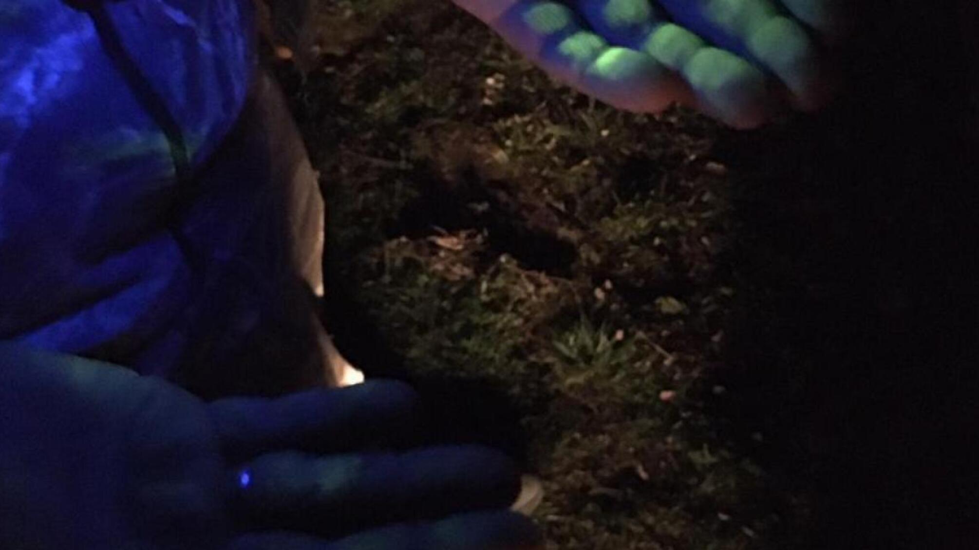 27 000 гривень за відпуск деревини без обліку – ДБР затримало лісничого