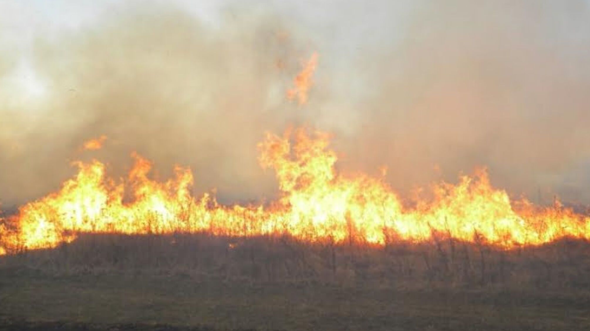 На Чернігівщині впродовж доби вогнеборці ліквідували 8 пожеж в природних екосистемах