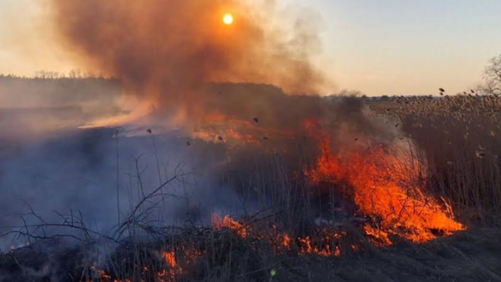 Дніпропетровська область: ліквідовано пожежу у лісі