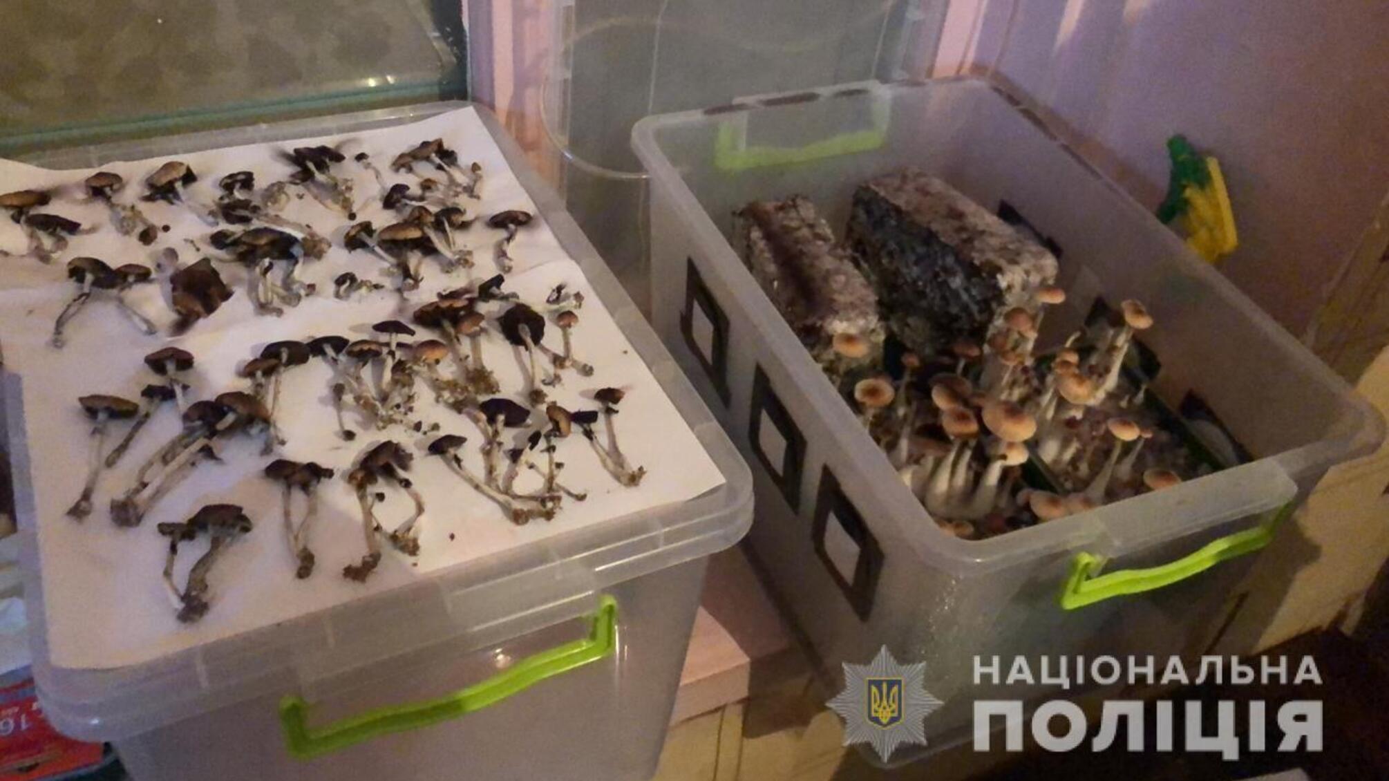 На Дніпропетровщині поліцейські затримали наркозбувачів, які облаштували будинок під вирощування галюциногенних грибів