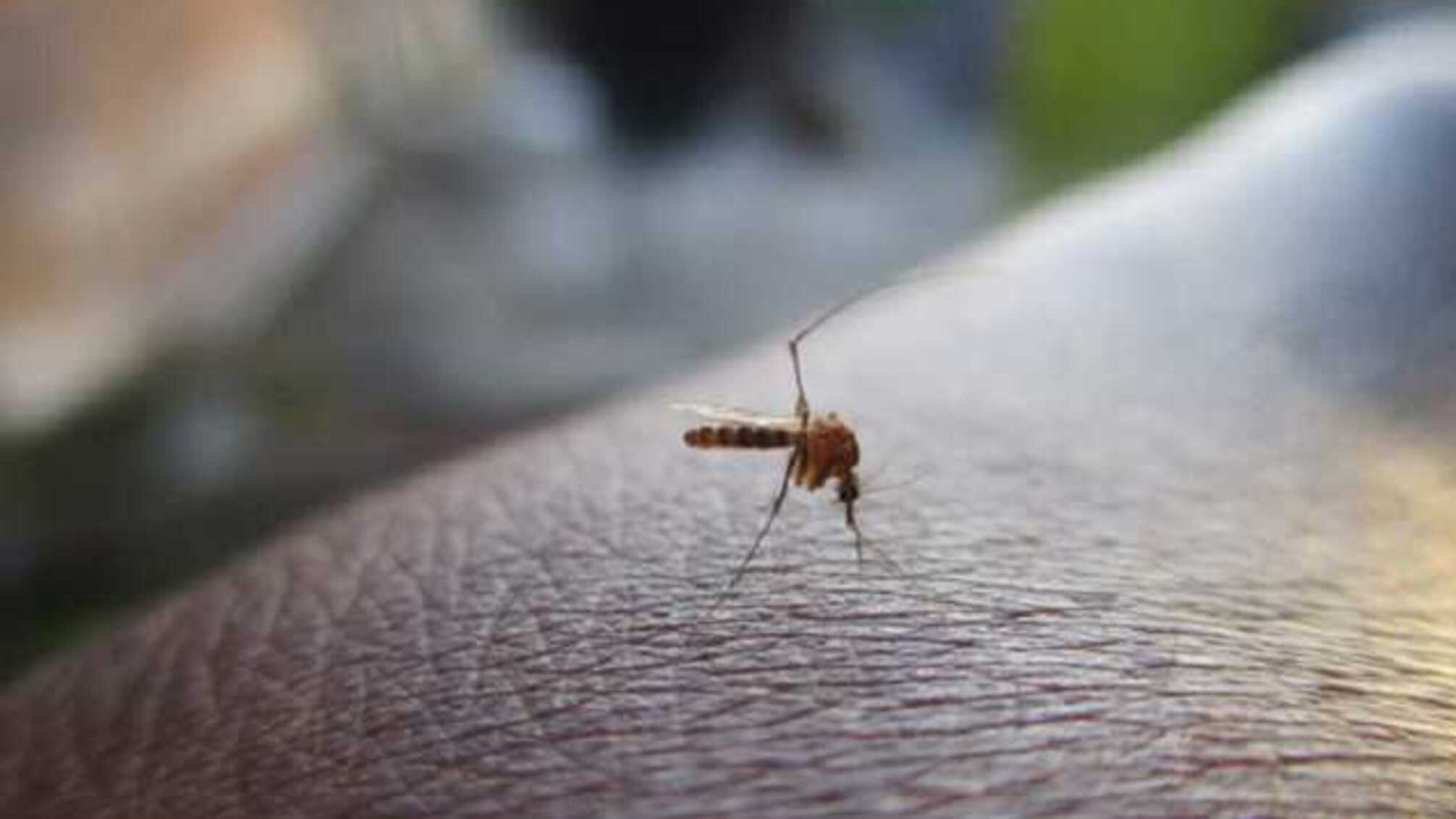 Эпидемия коронавируса: ученые узнали, переносят ли его комары