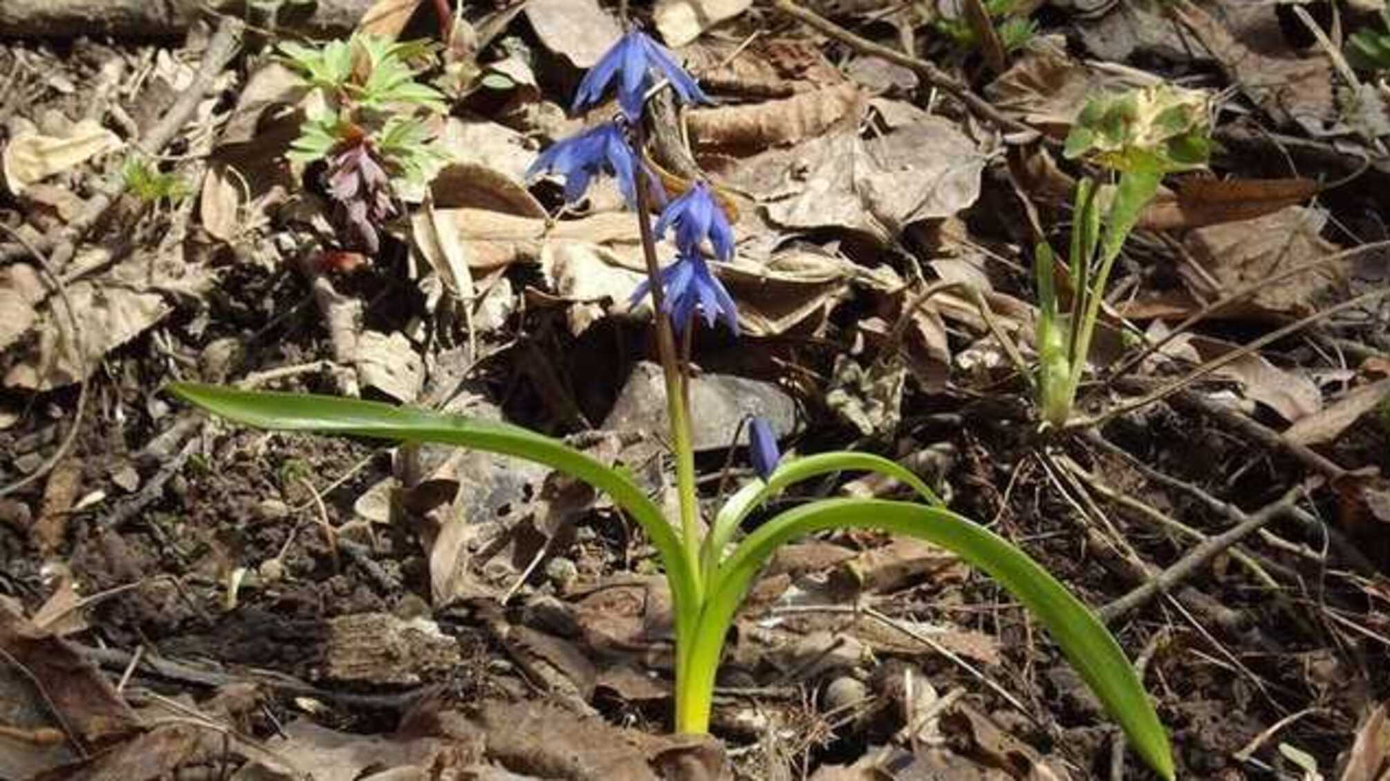 Украинцев призвали не собирать первоцветы в зоне отчуждения Чернобыльской АЭС
