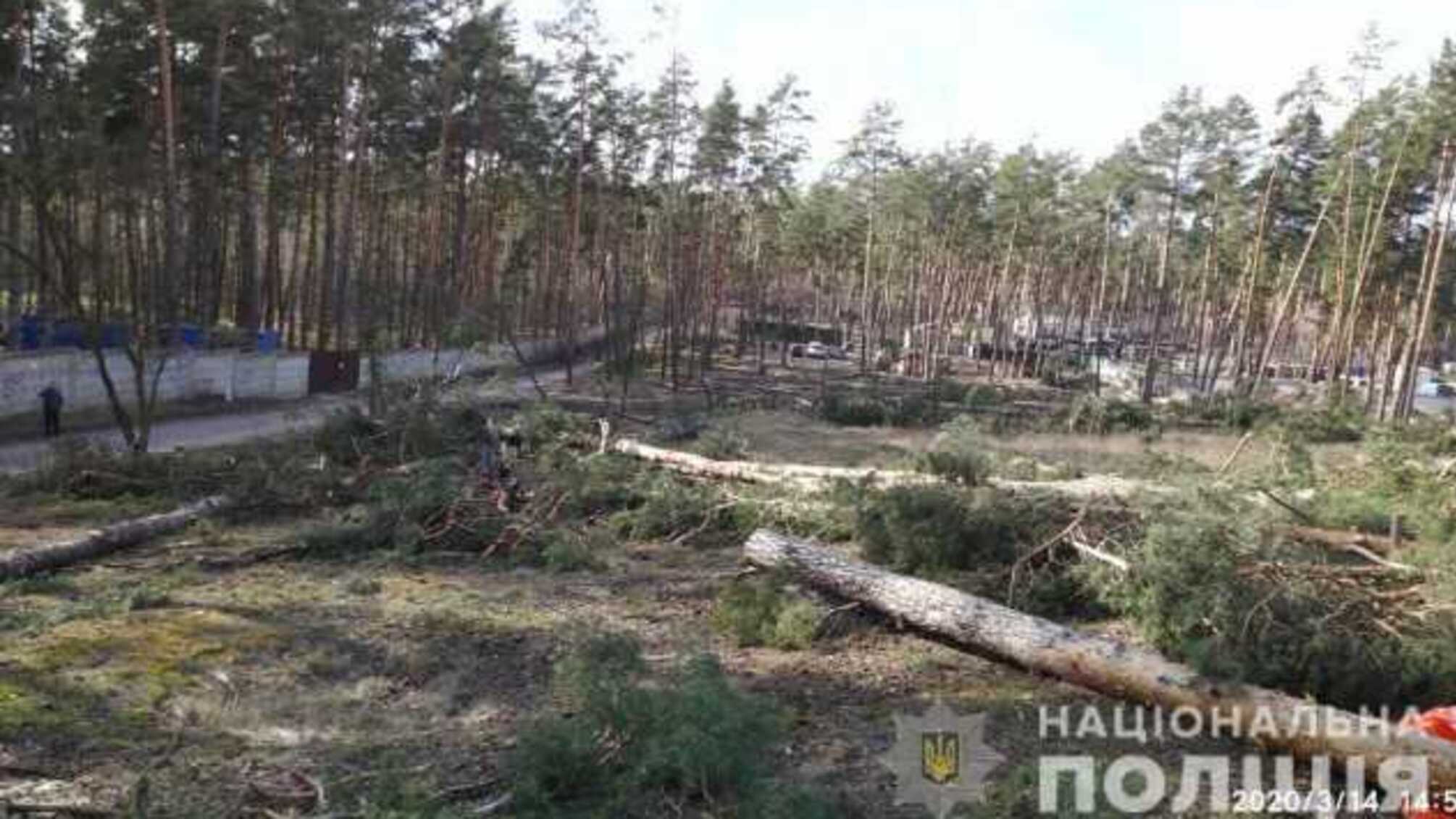 Полиция Киевщины расследует факт незаконной вырубки 60 сосен в Ирпене