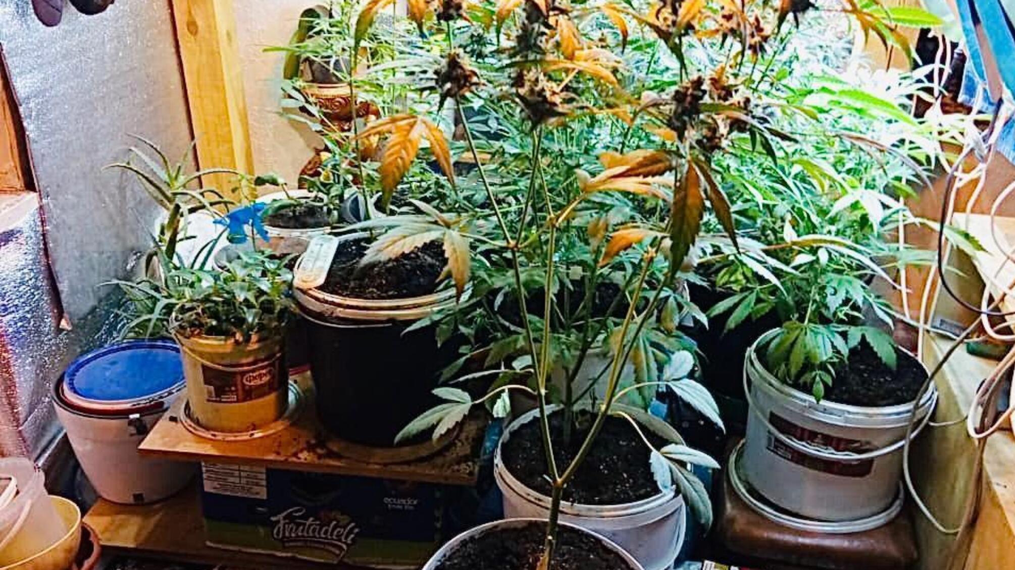 Правоохоронці викрили одесита у незаконному виробництві рослинних наркотиків