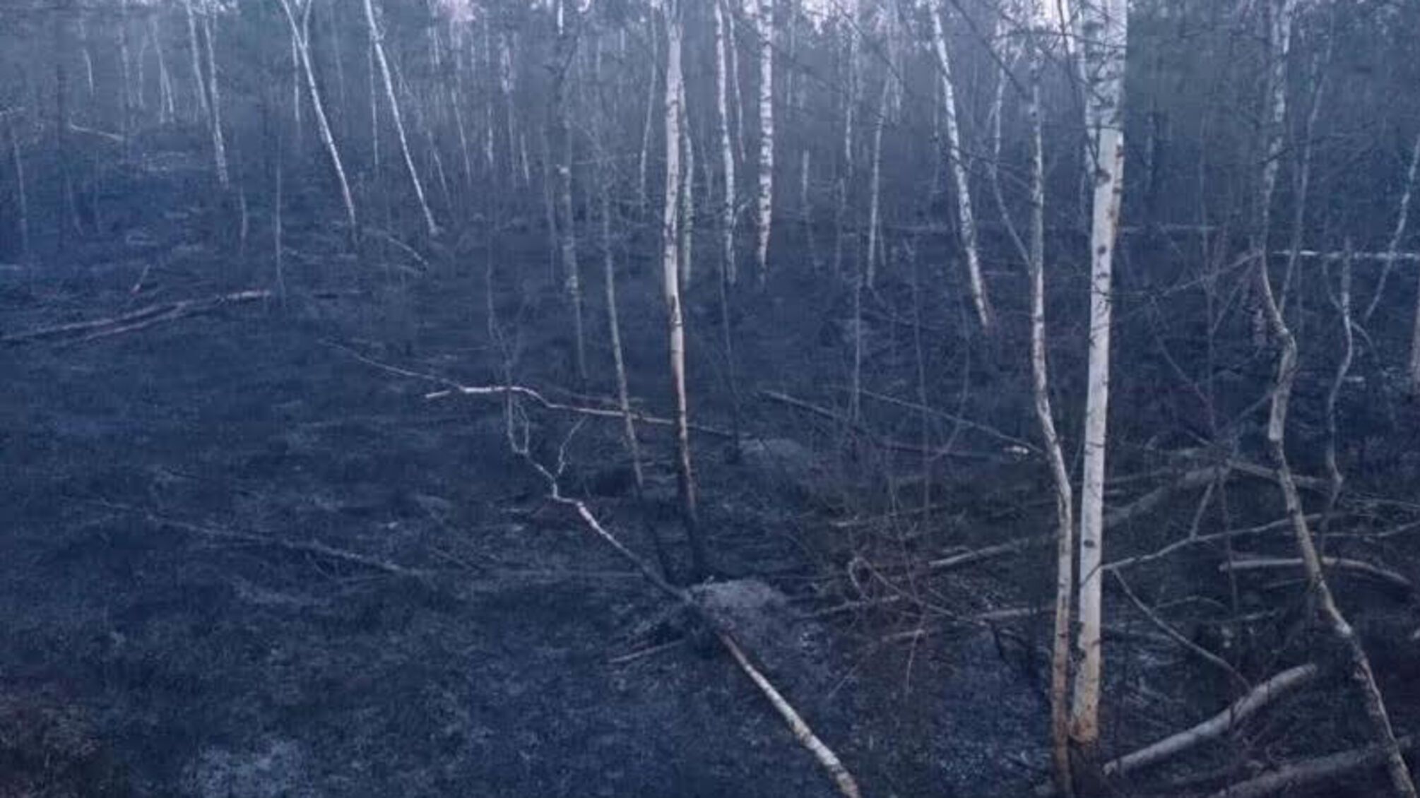 Житомирська область: вогнеборцями ліквідовано два загоряння торфу, на загальній площі 1,1 га