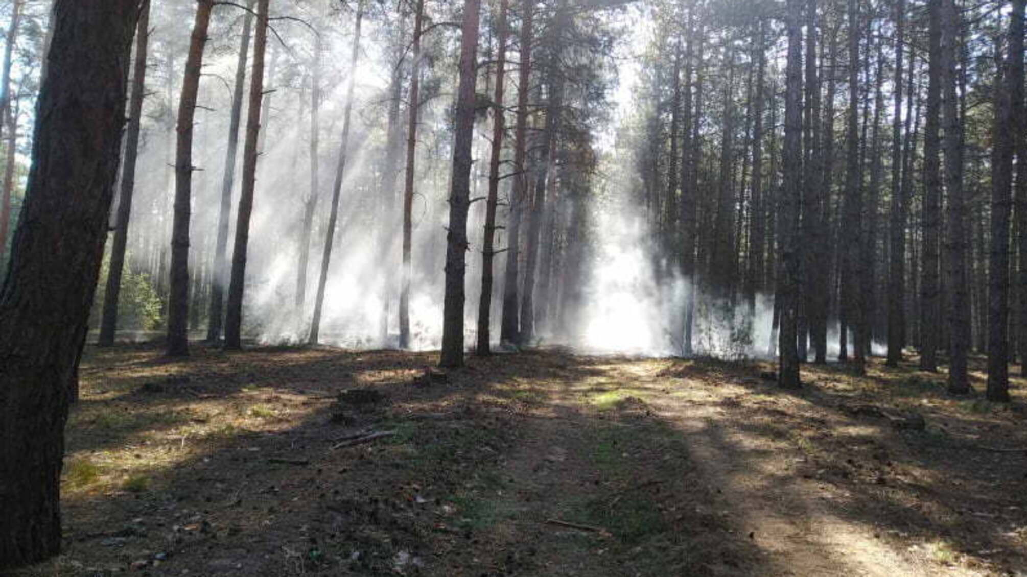 Миколаївська область: вогнеборці ліквідували пожежу хвойної підстилки