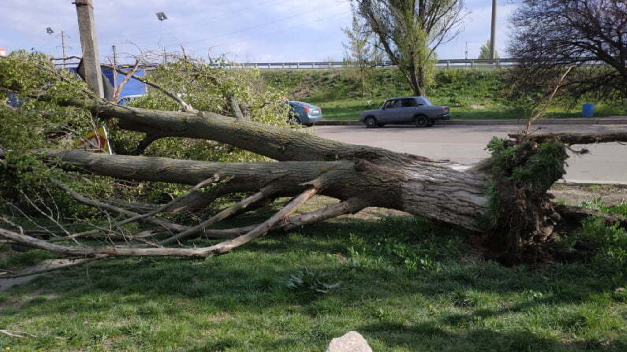 Кіровоградська область: у м. Олександрія рятувальники прибрали аварійне дерево, що впало на дах легковика