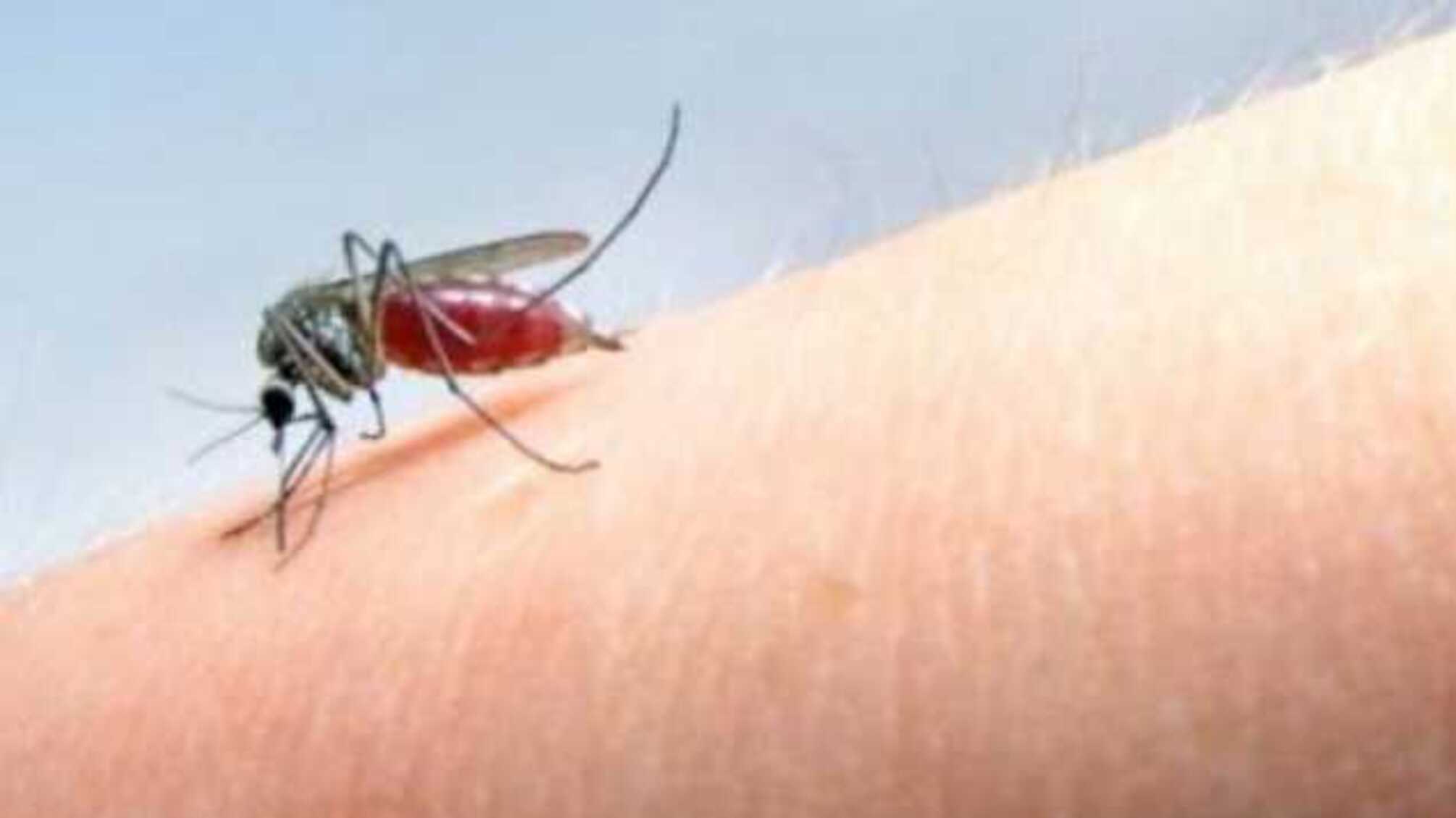 Аллергия от укуса комара