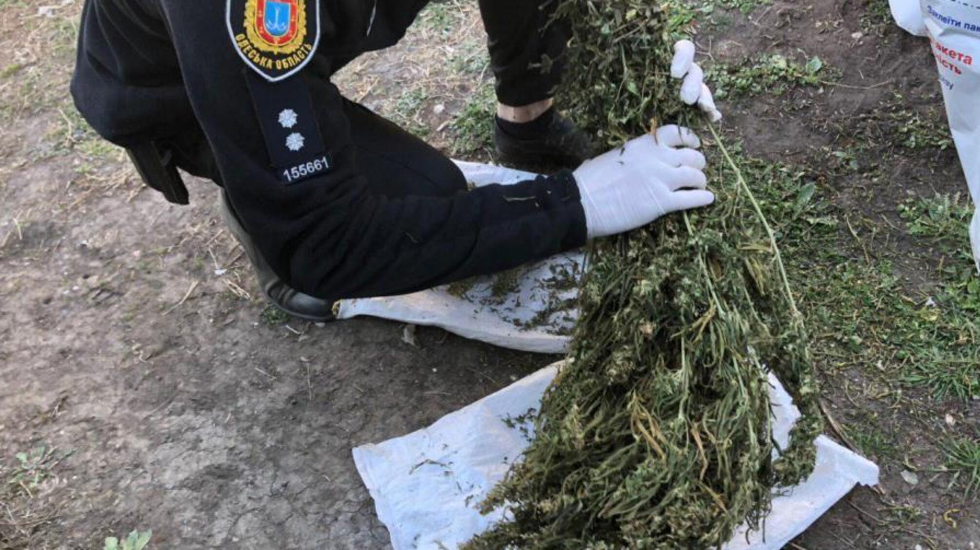Жителю Ананьївського району загрожує до трьох років позбавлення волі за незаконне зберігання нарковмісних рослин