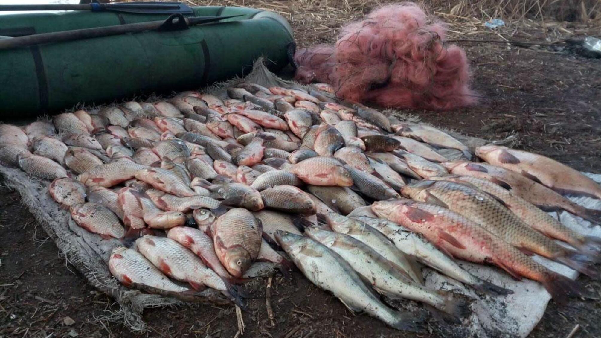 На Полтавщині минулої доби поліція спільно з рибоохоронними патрулями вилучила у браконьєрів понад 100 кілограмів риби