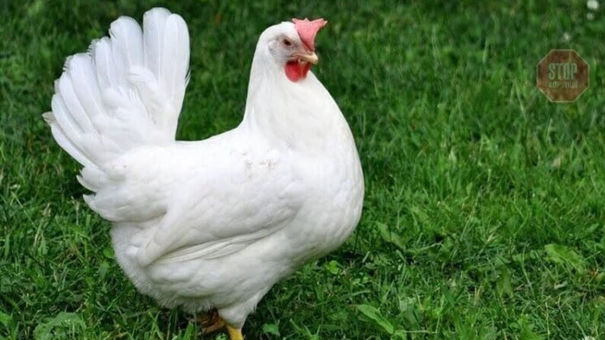 У Запорізькій області від невідомої хвороби масово гинуть свійські птахи