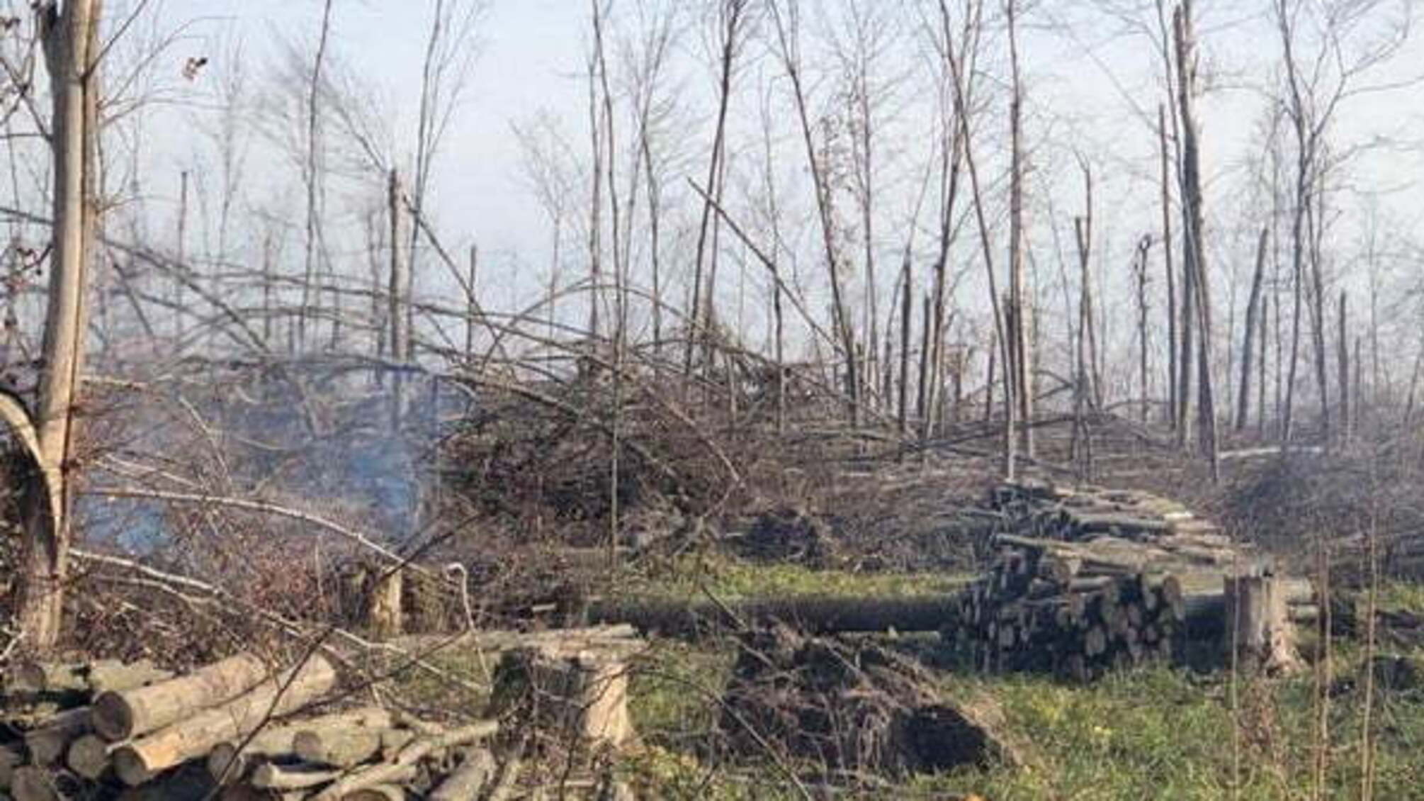 На Житомирщині СБУ викрила посадовця лісгоспу на незаконних вирубках та збуті державної деревини